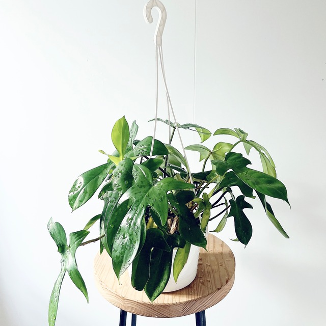 【おすすめ】フィロデンドロン ペダツム ヤッコカズラ ハンギング 観葉植物 calmcafe
