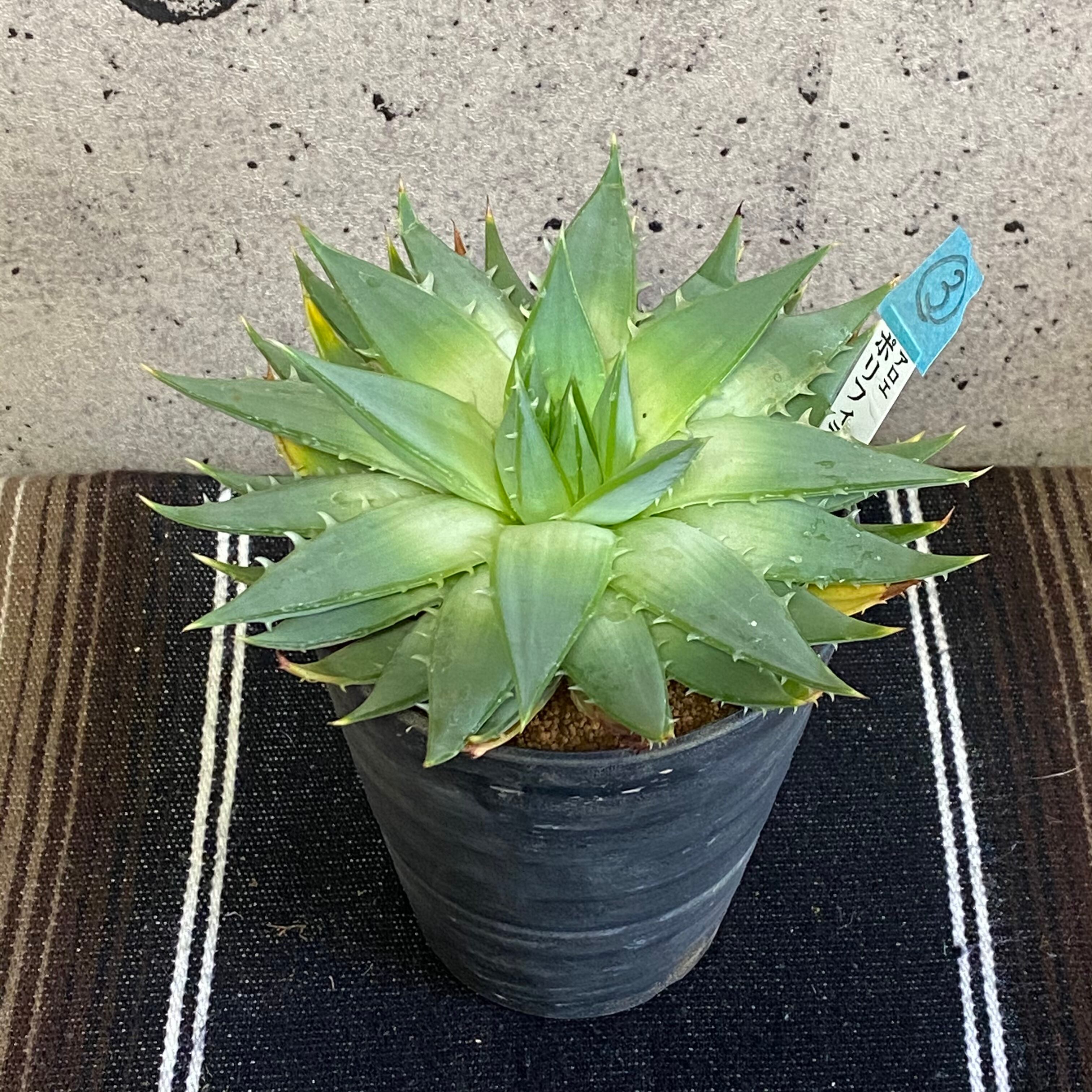 残りわずかになりました スパイラル アロエ ポリフィラ 1鉢 Planet Plants プラネットプランツ 残りわずかになりました スパイラル アロエ ポリフィラ 1鉢 Planet Plants プラネットプランツ