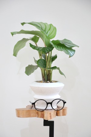 【S】カラテア オルビフォリア/Calathea