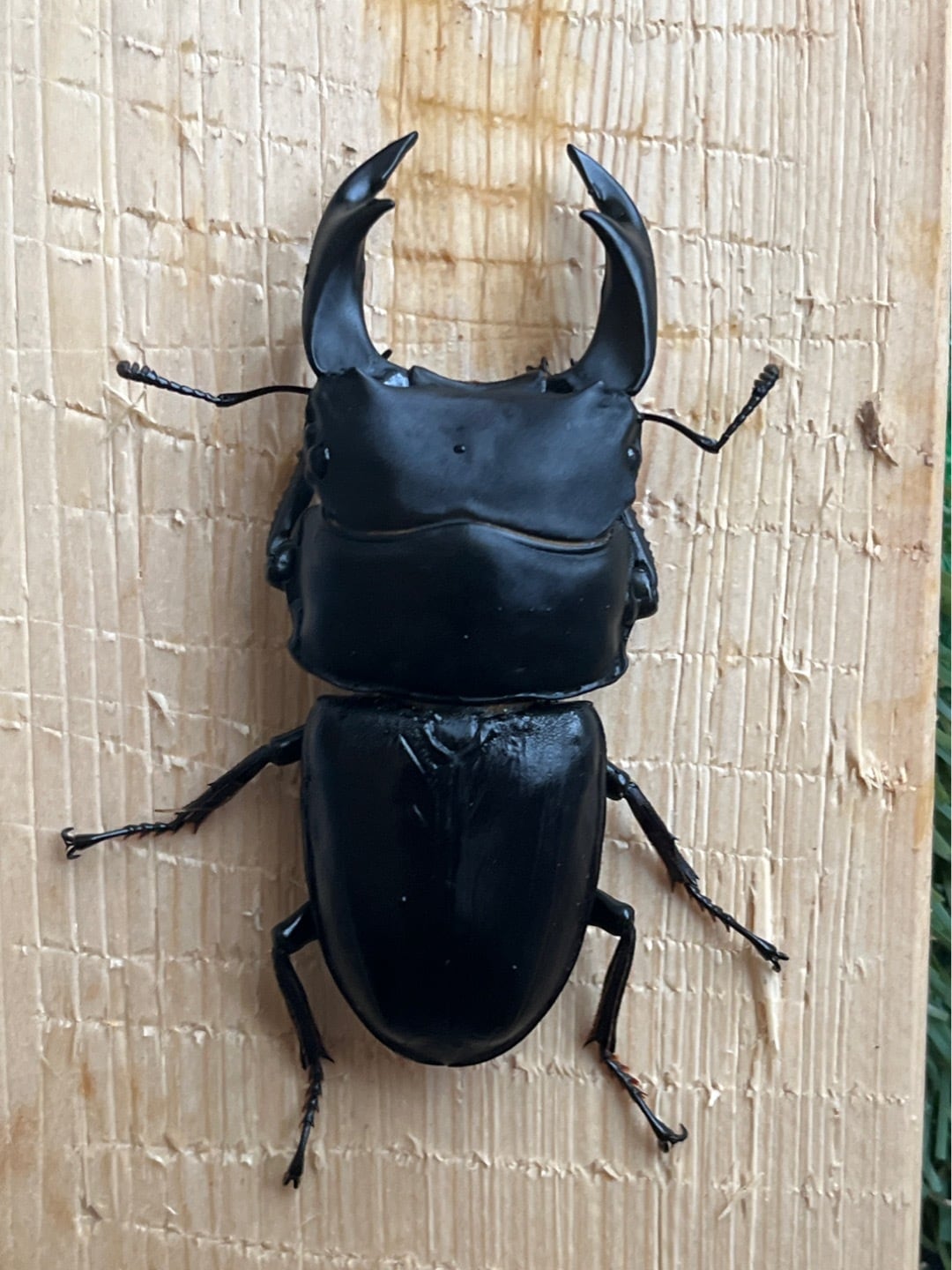 ババオウゴンオニクワガタ幼虫5匹セット 一週間限定！ババオウゴンオニ幼虫5匹セット