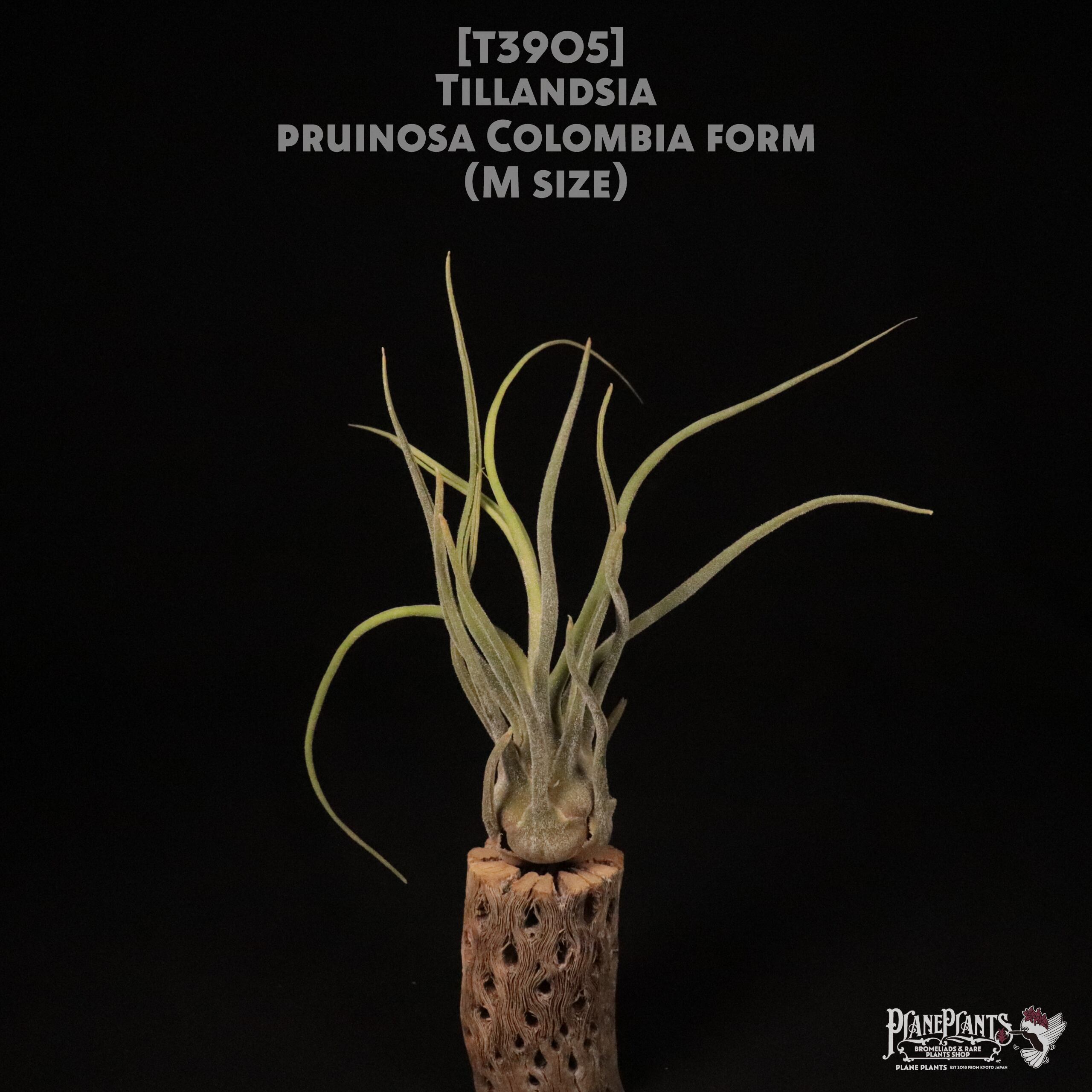 【送料無料】pruinosa Colombia form M〔エアプランツ〕現品発送T3905