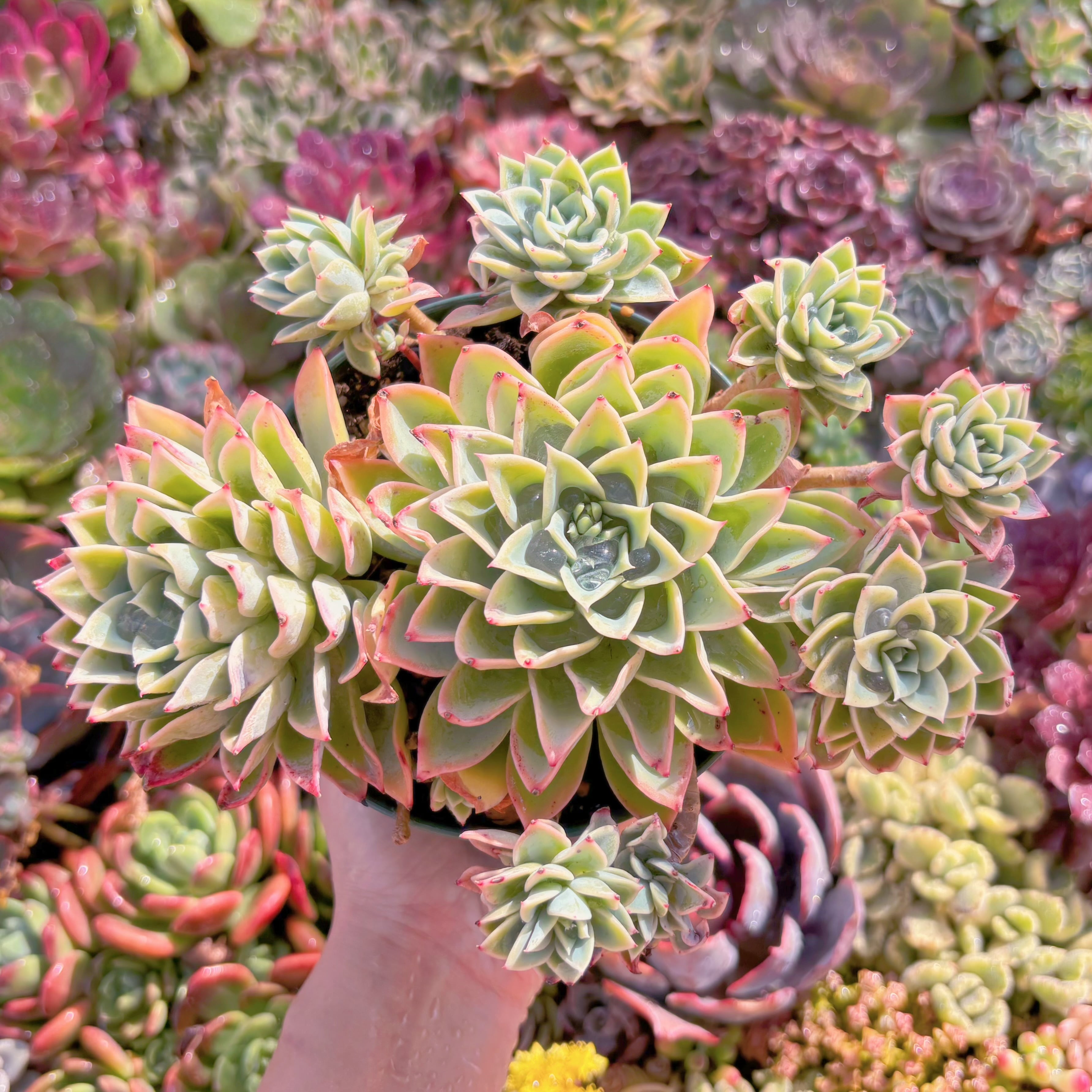 現品　パンジー#218　特大群生　るる農園