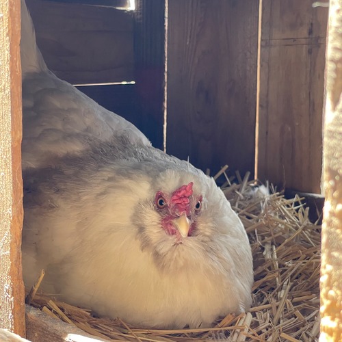 信州産 放飼鶏卵 『幸せの青い卵』アローカナの卵 4箱 計24玉入り サイズS～M