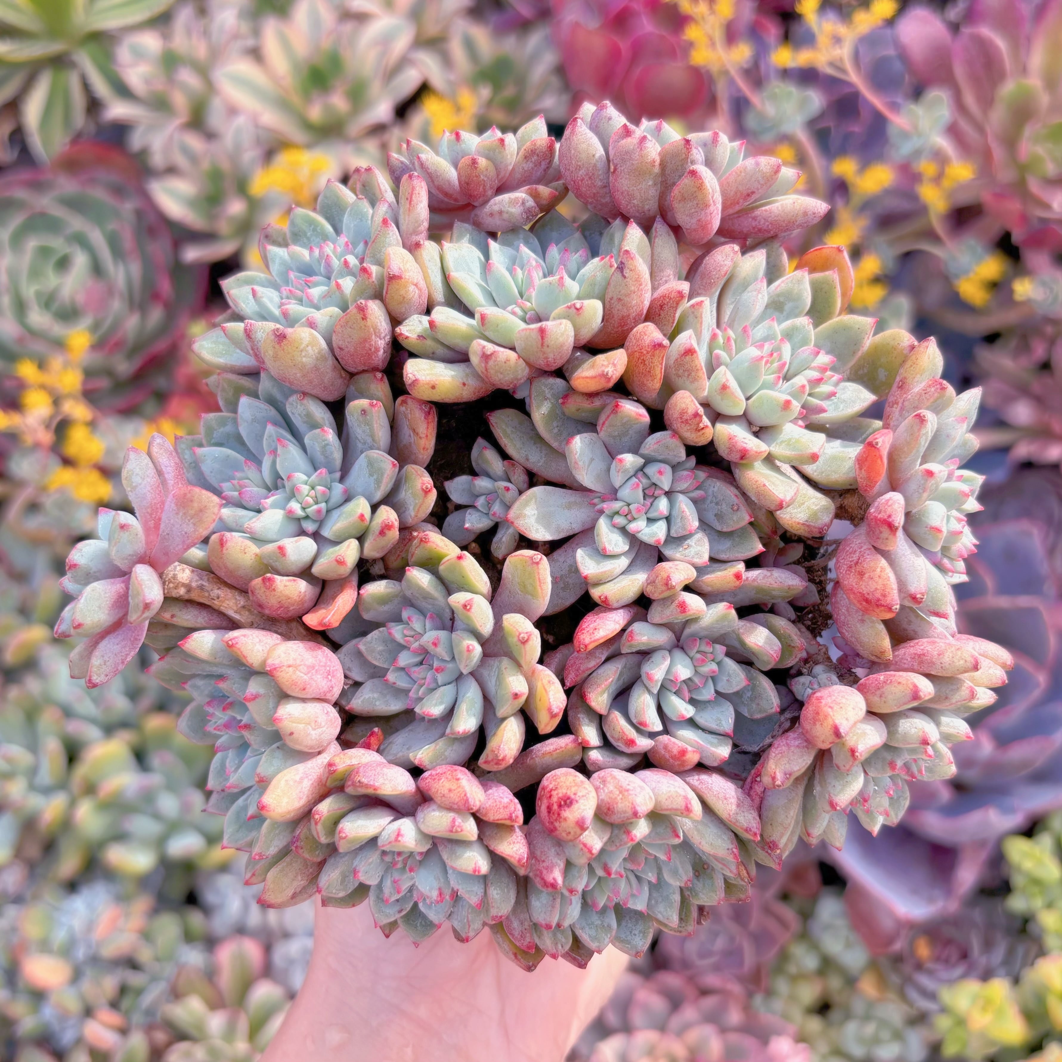 現品　サブコリンボサ#M046　特大群生　るる農園