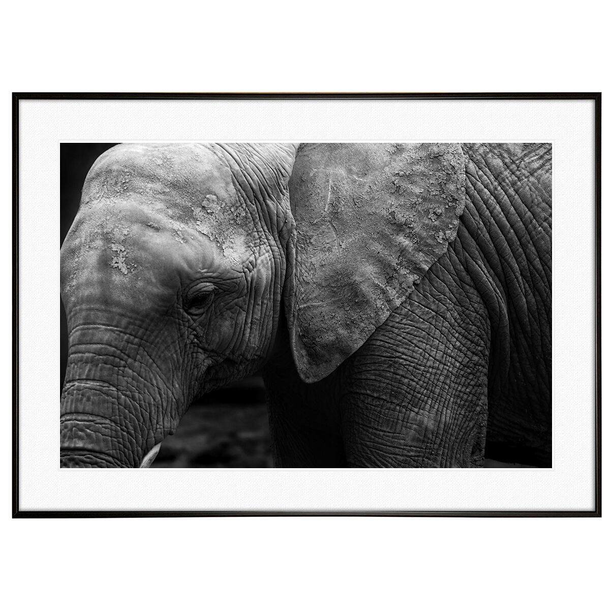 ゾウ 絵画 モノクロ インテリアに！NB696 動物写真 象 インテリア モノクロアートポスター額装 AS1303