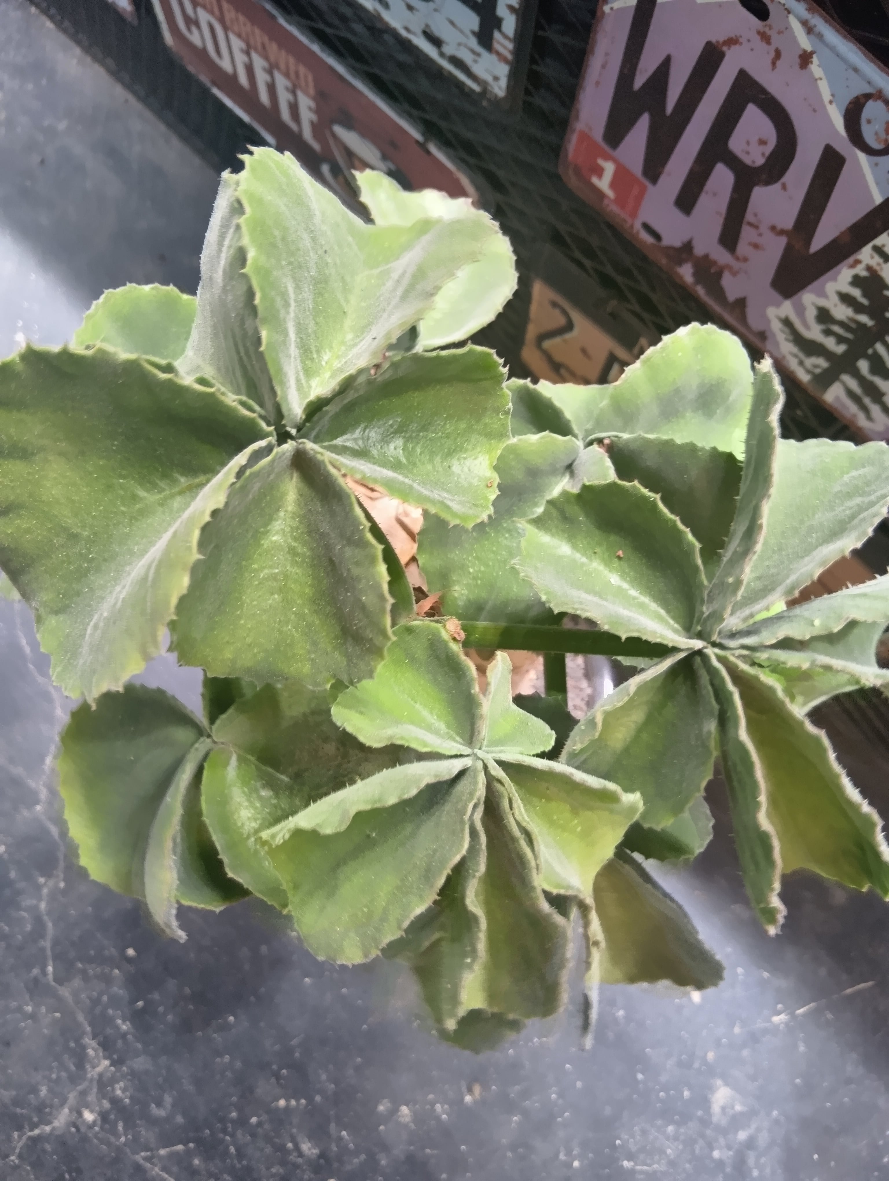 キフォステンマ マクロプス 大株 | Buenaplant