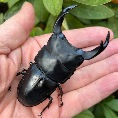 【美形・新成虫】佐賀県神埼郡神埼町産”オオクワガタペア(♂79mm) # 8153−301