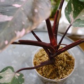 フィロデンドロン・ピンクプリンセス マーブルギャラクシー