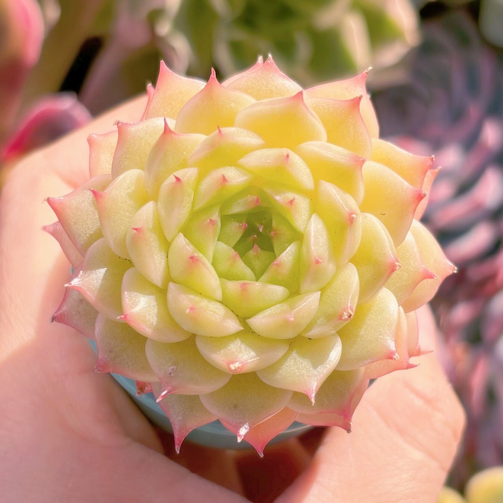多肉植物 松の実 新入荷 るる農園 | るる農園~多肉植物専門