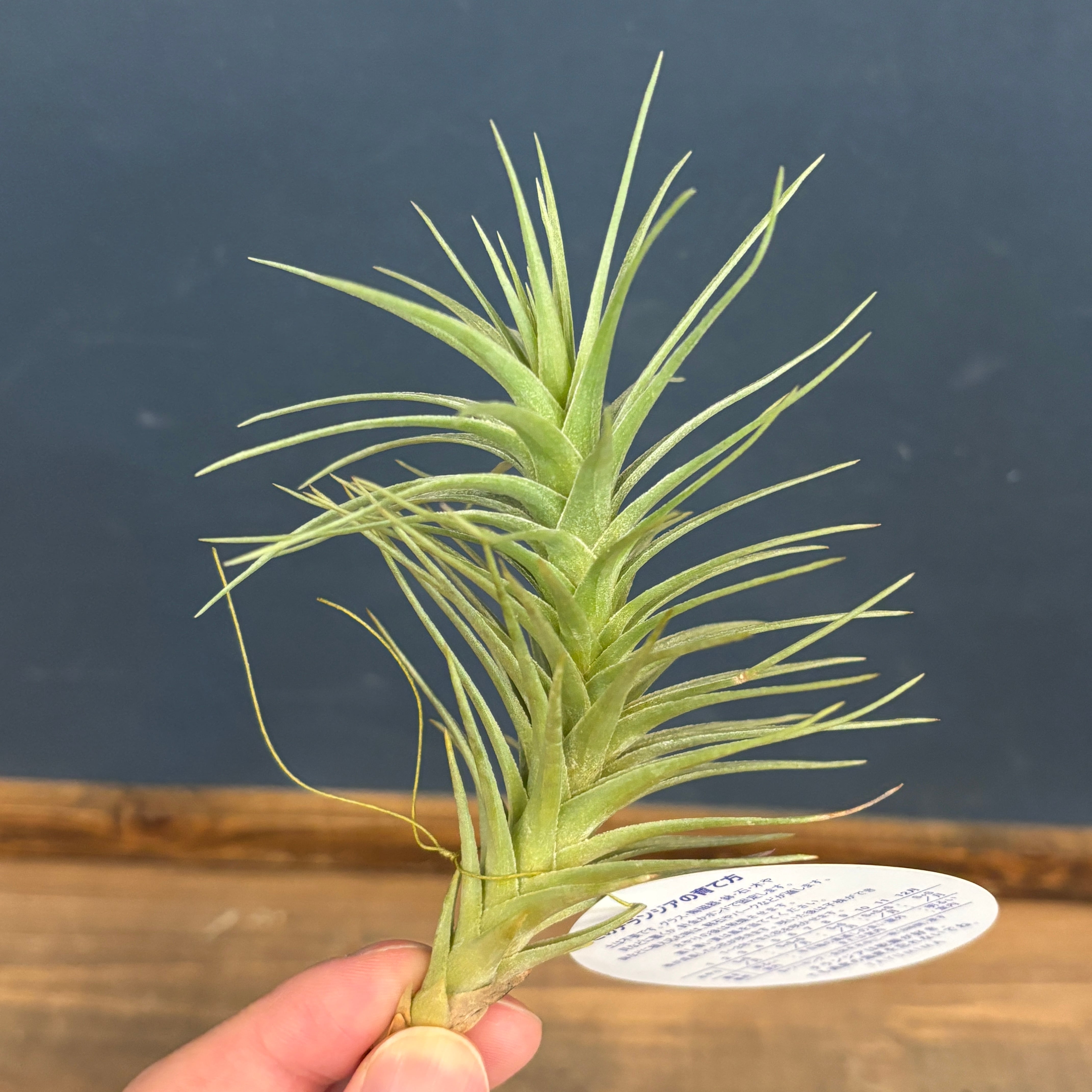 チランジア アラウジェイ グリーンスター【650】