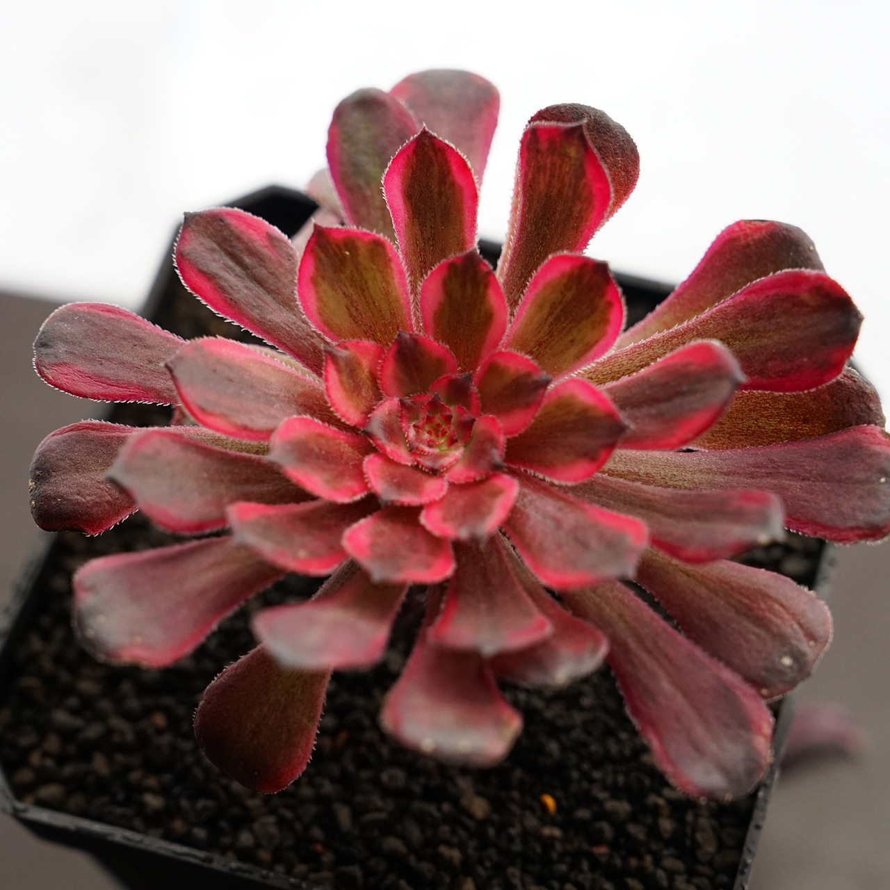 カット苗 ダンシングビューティ Aeonium 'WuTianji'