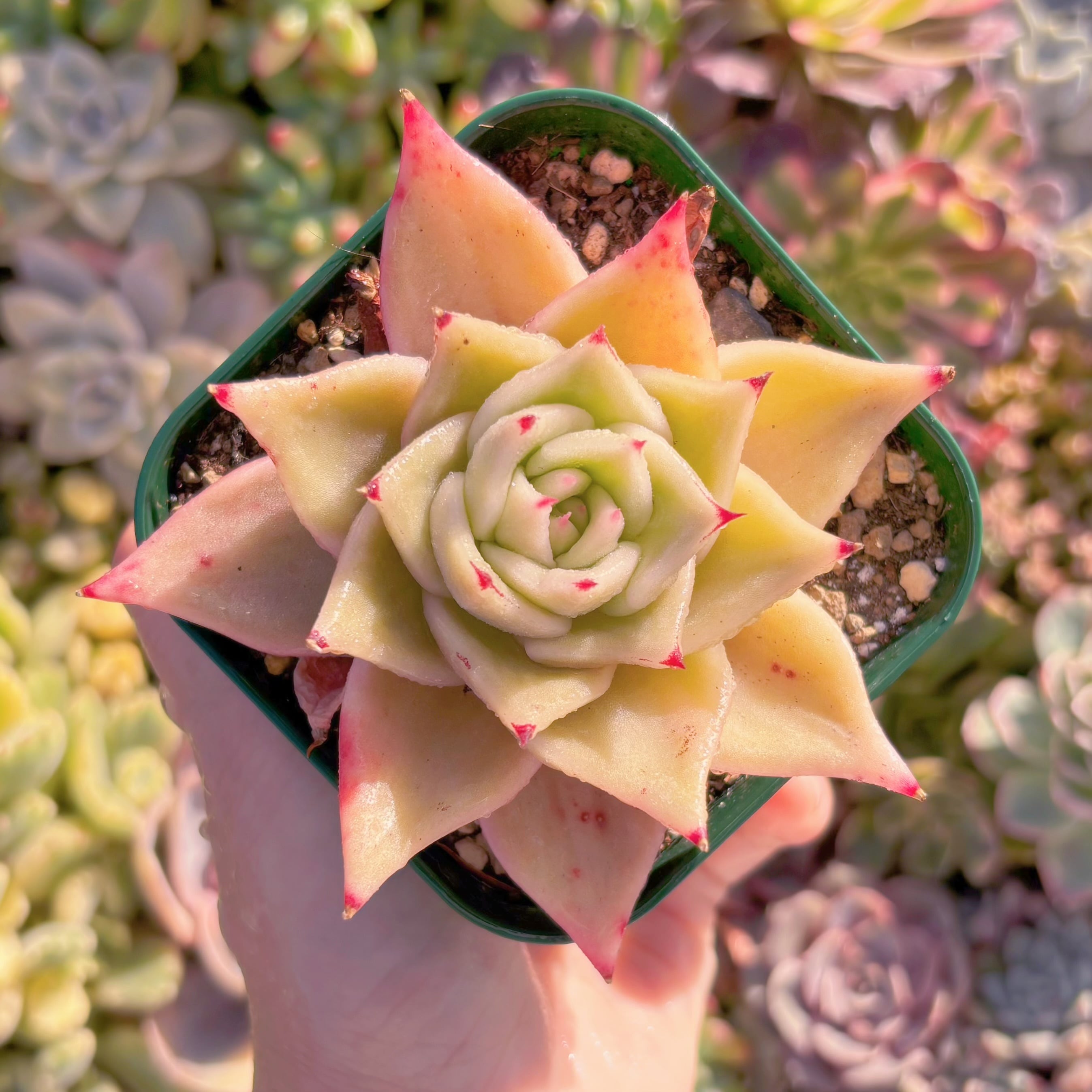 現品　ジェイドスター錦#M242　るる農園