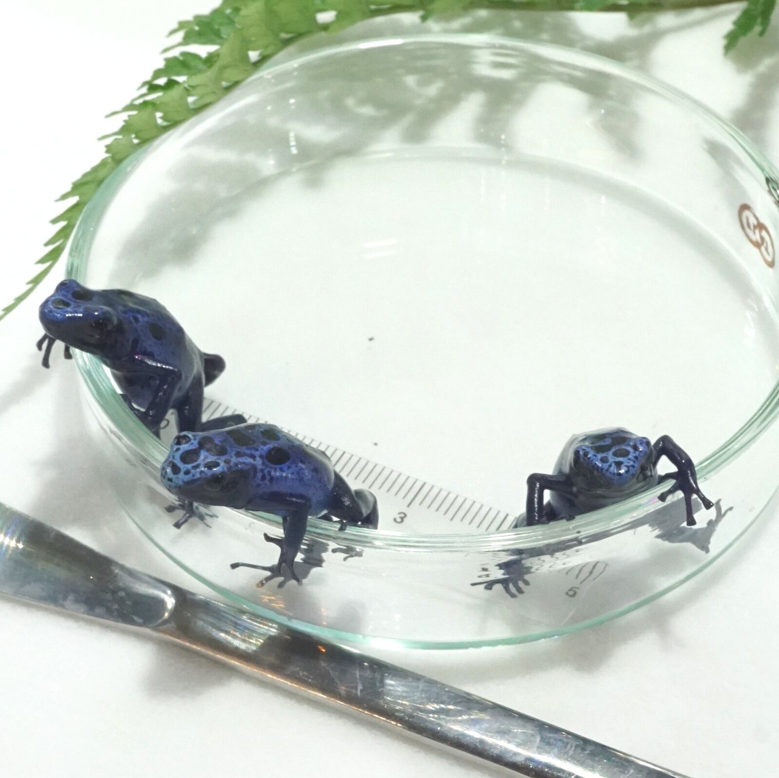 3匹セット】コバルトヤドクガエル Dendrobates azureus 【公式通販】