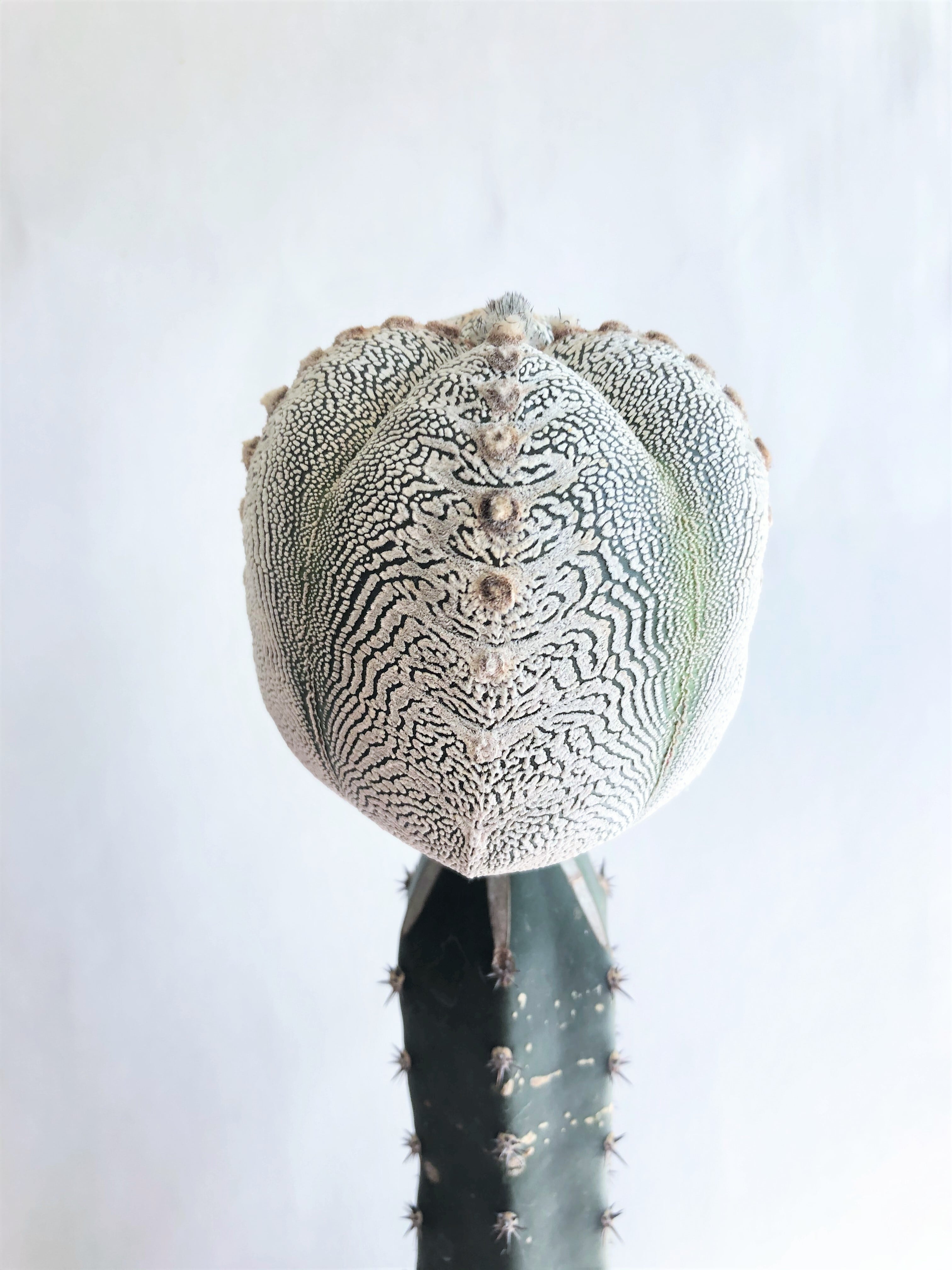 Astrophytum myriostigma 'Onzuka' 恩塚ランポー玉 サボテン 接木