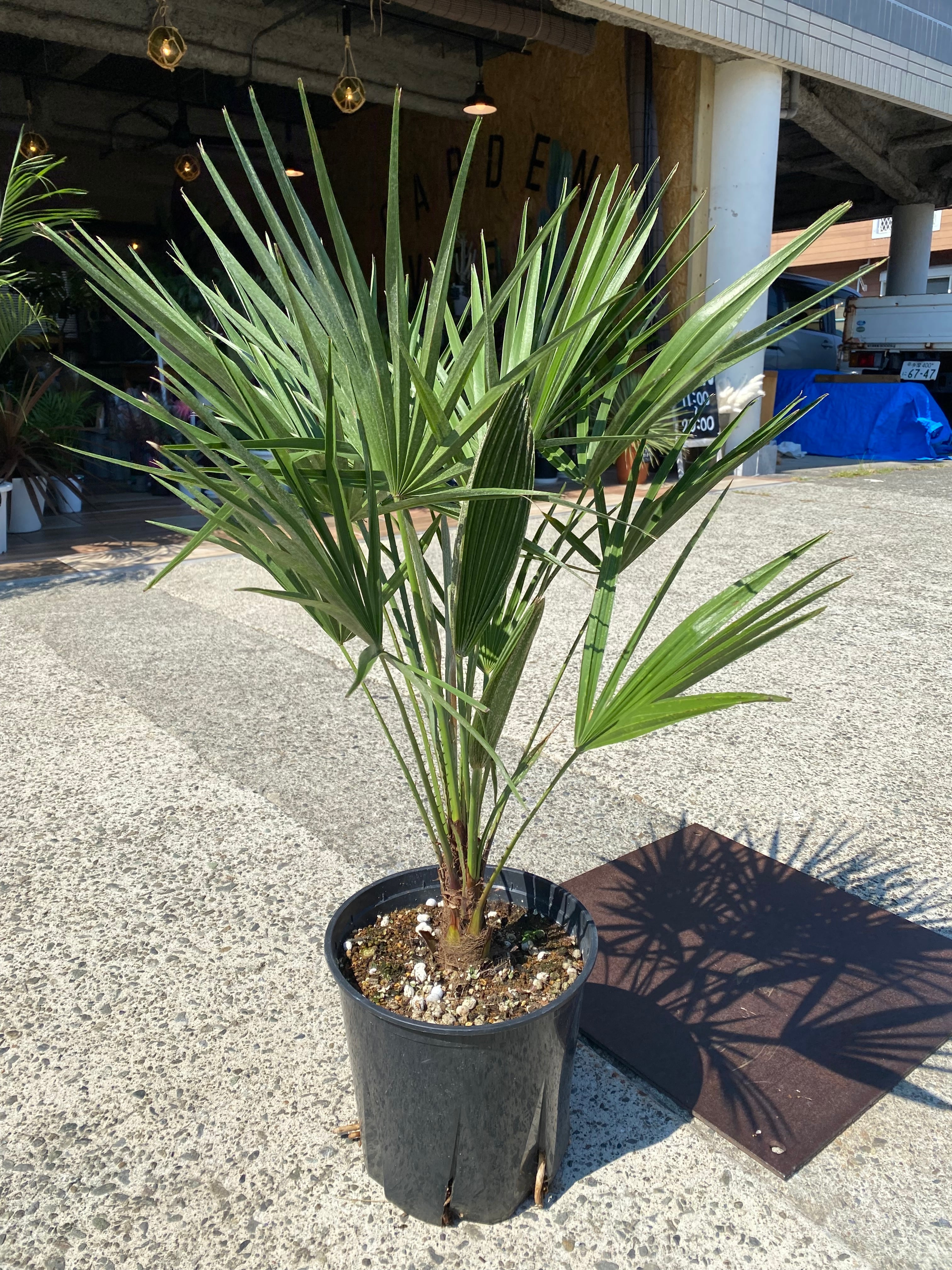 チャメロプス・フミリス H90cm W55cm 口径約25cm | Garden Varejo powered by BASE