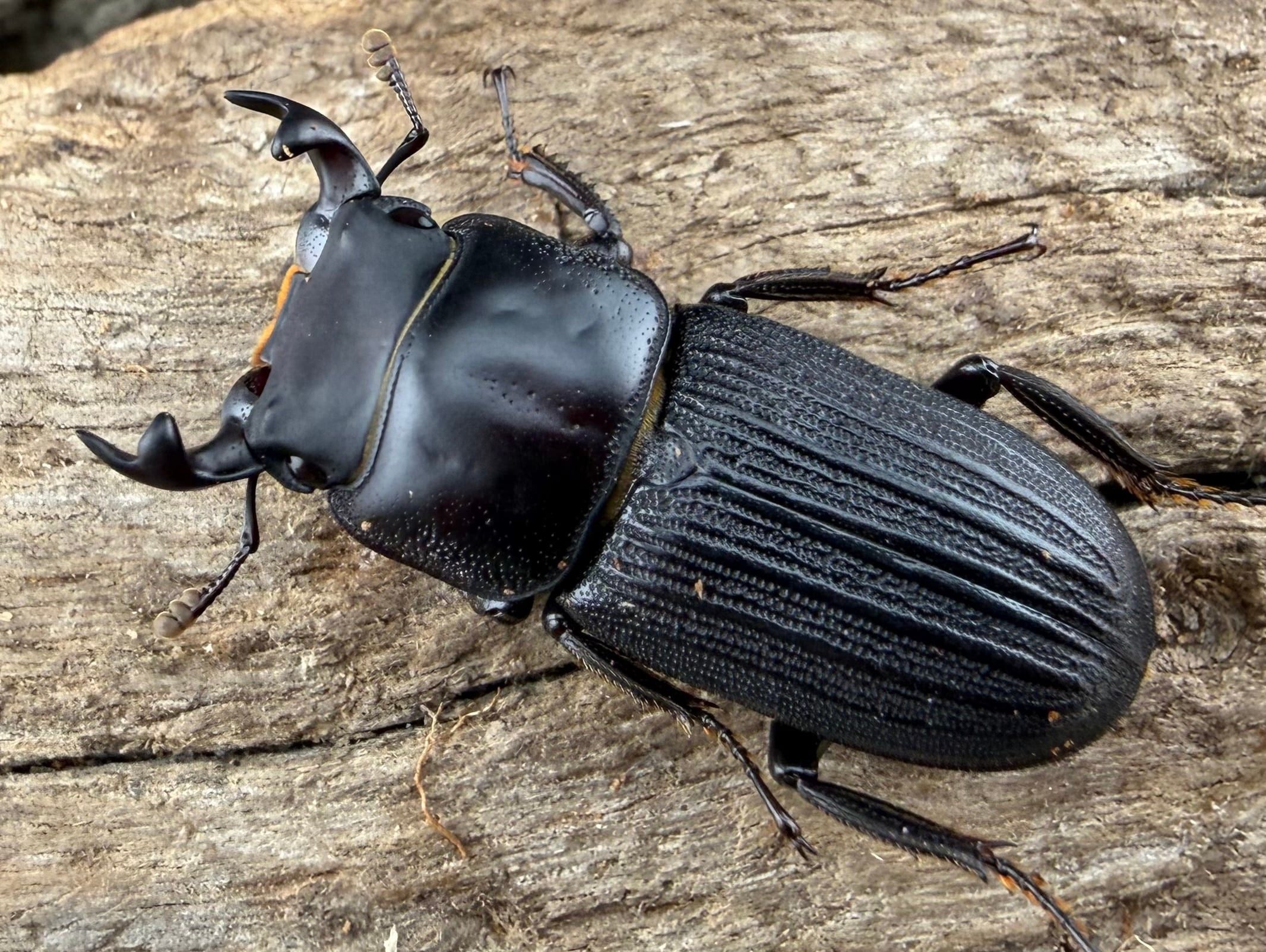 コクワガタの仲間 | KPW公式オンラインショップ