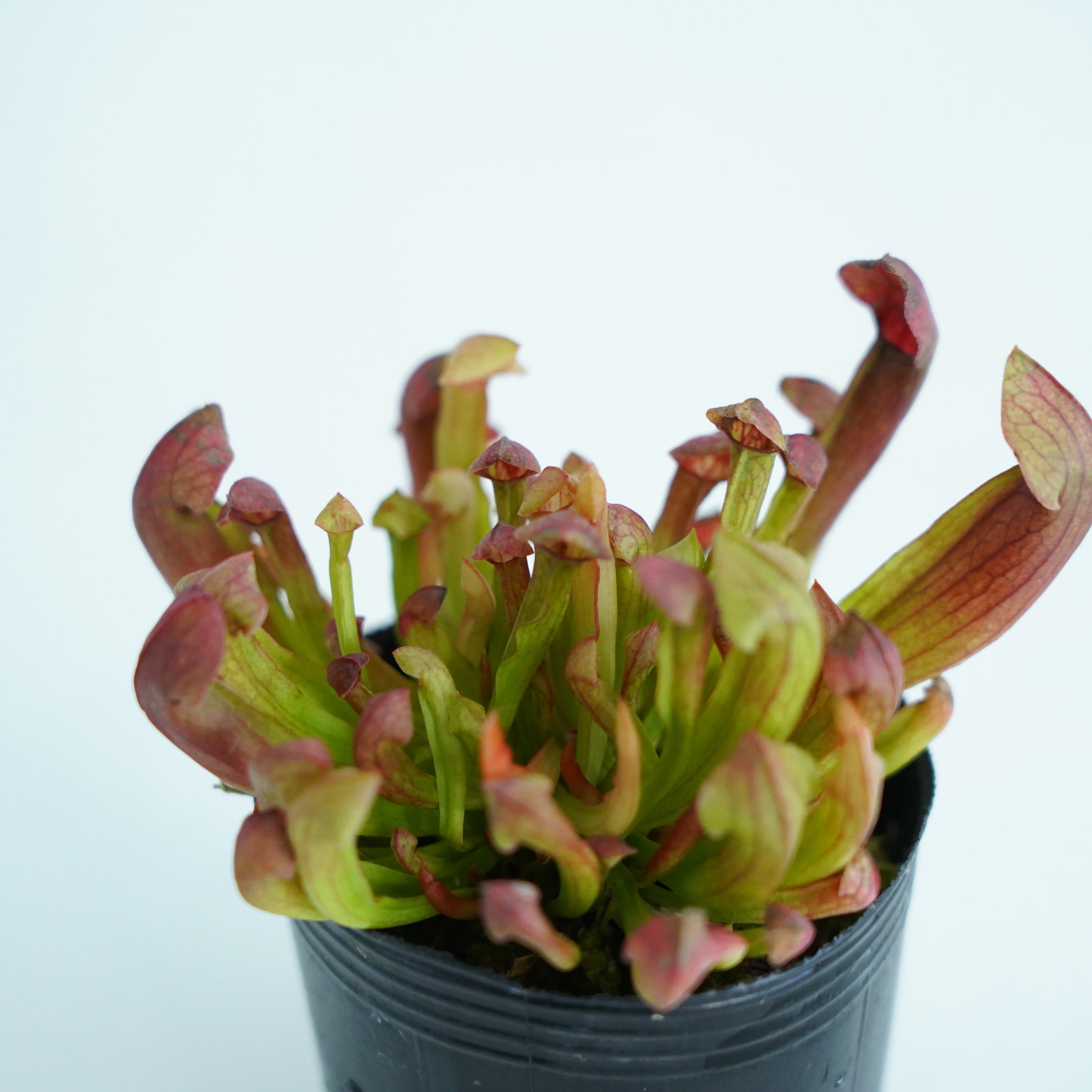ヘリアンフォラ Heliamphora (heterodoxsa × minor)【食虫植物】 苔