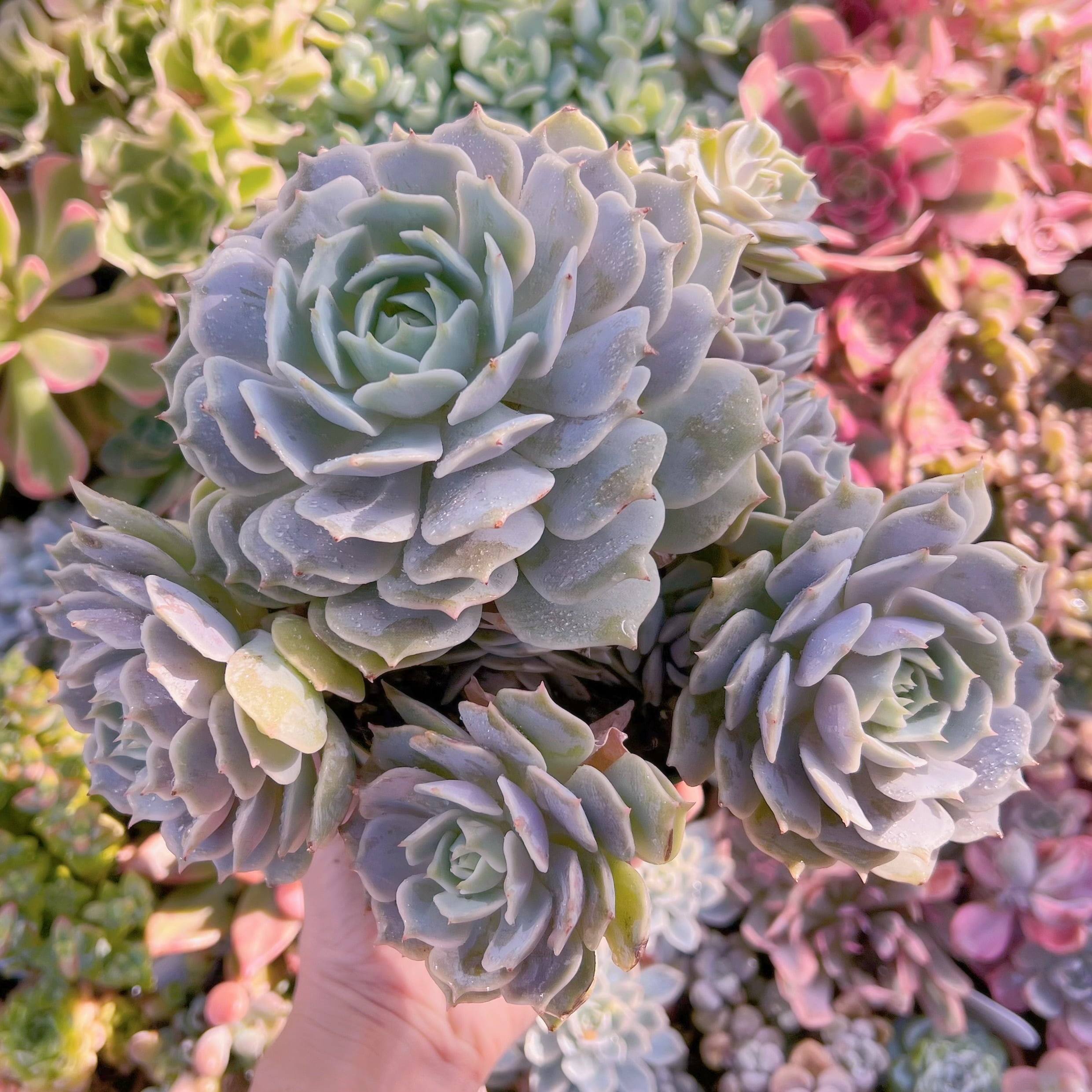 現品　ローラ#605　特特大群生　新入荷