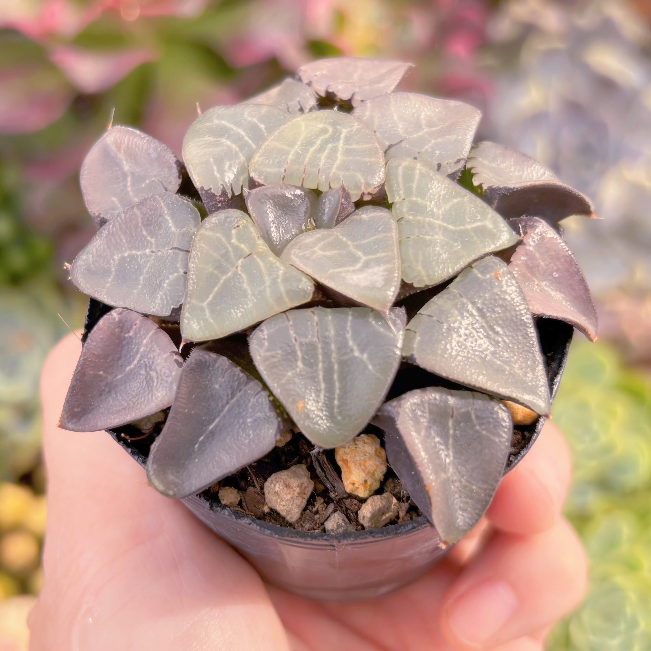 現品 ハオルチア月影寿#C58 古株 るる農園 | るる農園~多肉植物専門