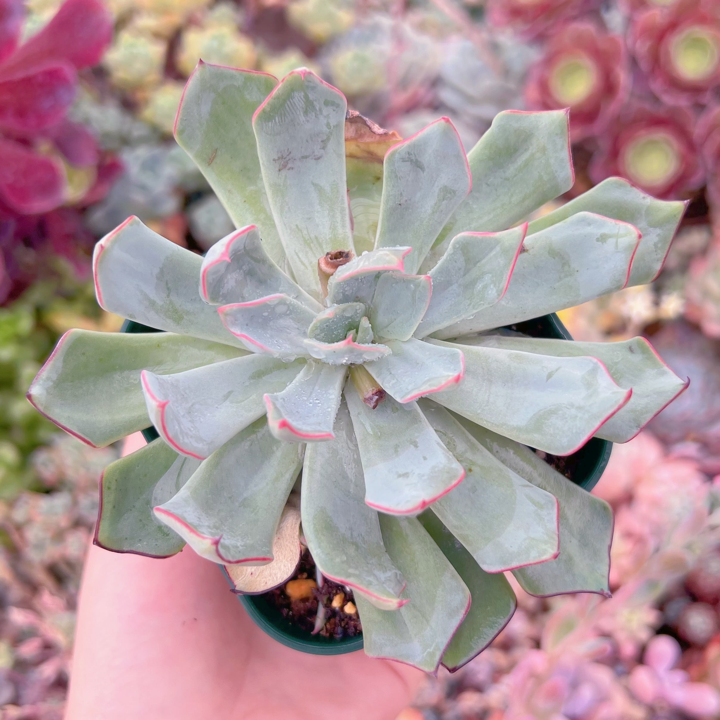 現品　ストリクチフローラ#661　大苗　るる農園