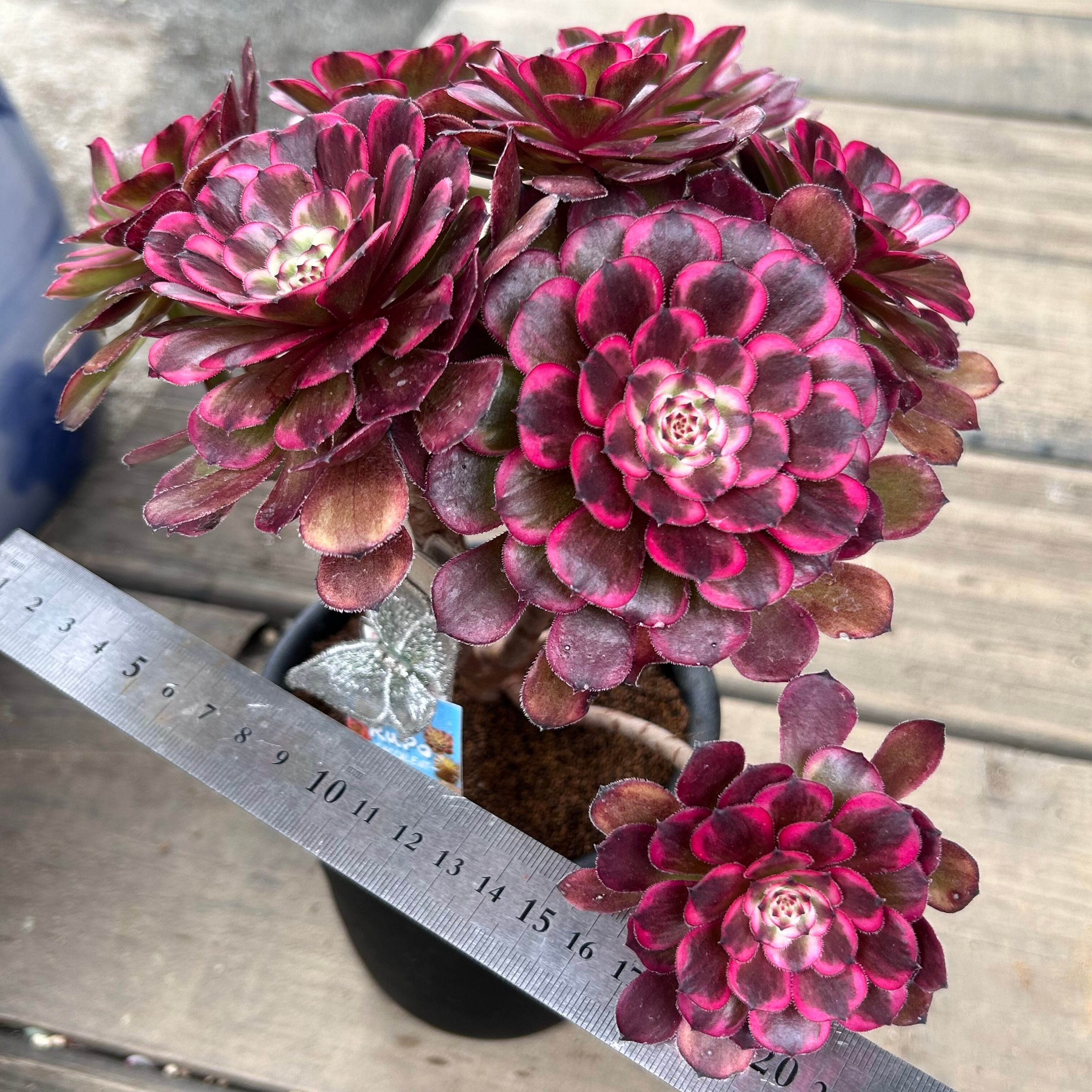 黒天使 アエオニウム 韓国苗 | RuPo 多肉植物専門店