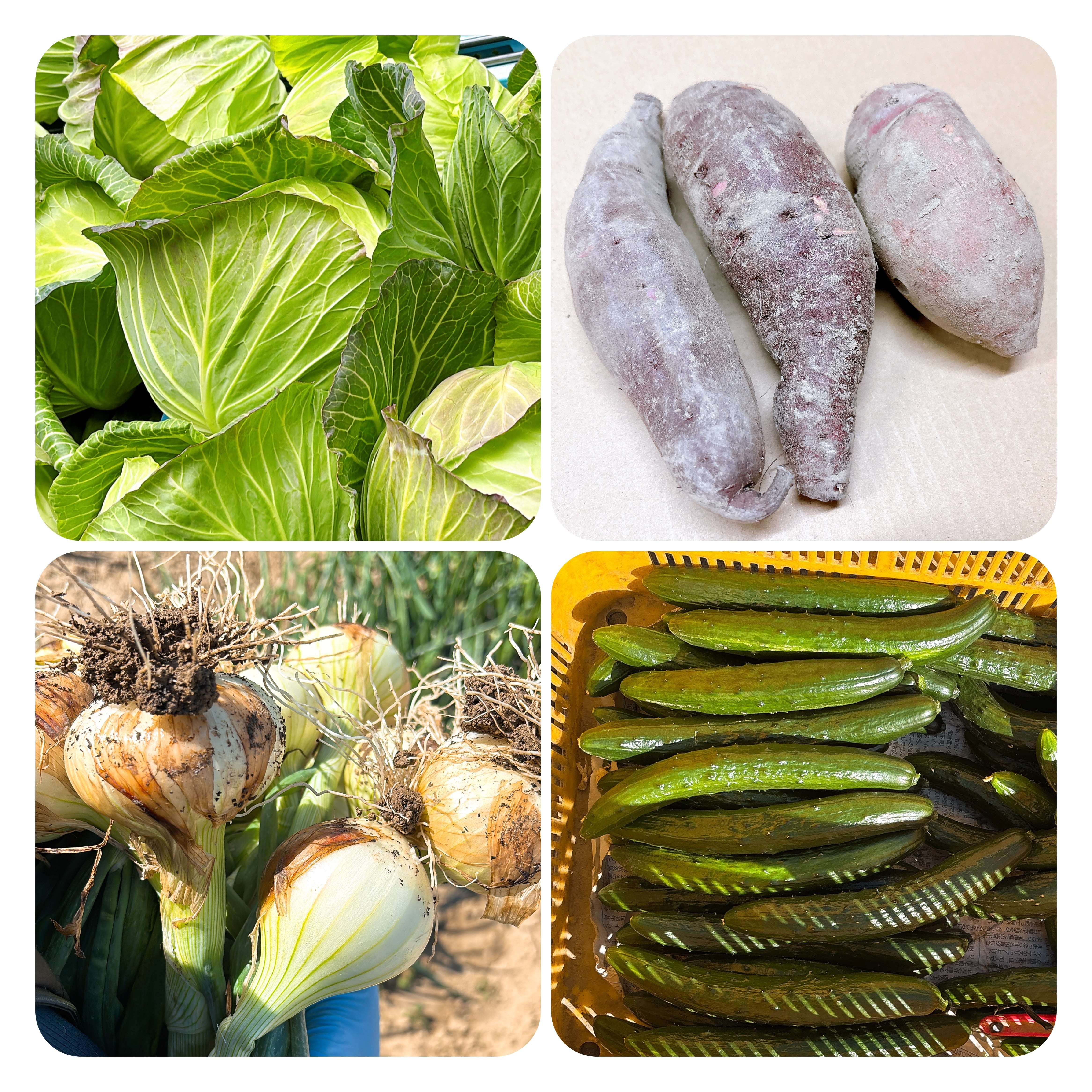 【数量限定】にのみや農園 季節の野菜セット（キャベツ・玉ねぎ・きゅうり＋さつまいも3種）