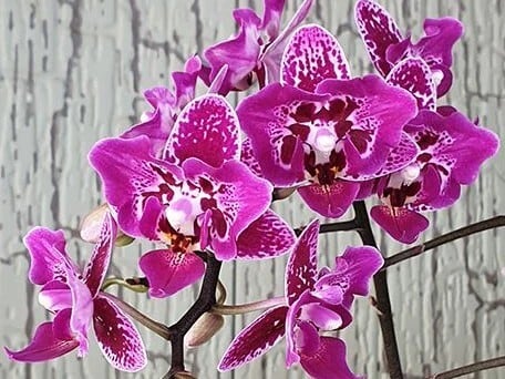 Phal. Chia E Yenlin (variegata & 2eyes) | 新垣洋らん園