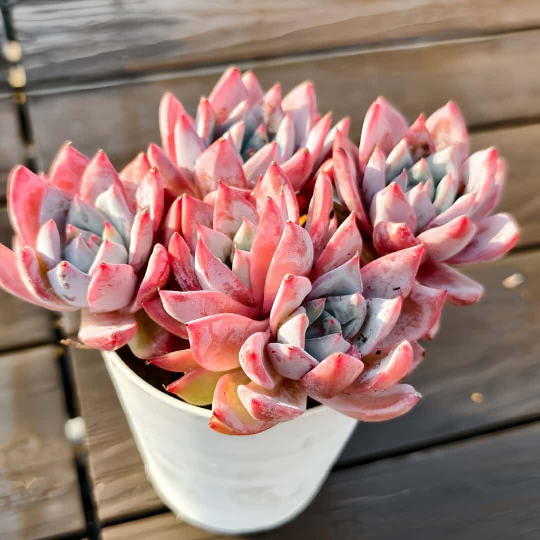 農園直売 多肉植物 寄せ植え エケベリア属 ピンクブルーバード（群