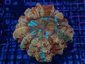 Achanthophyllia Deshayesiana "God of Sun"