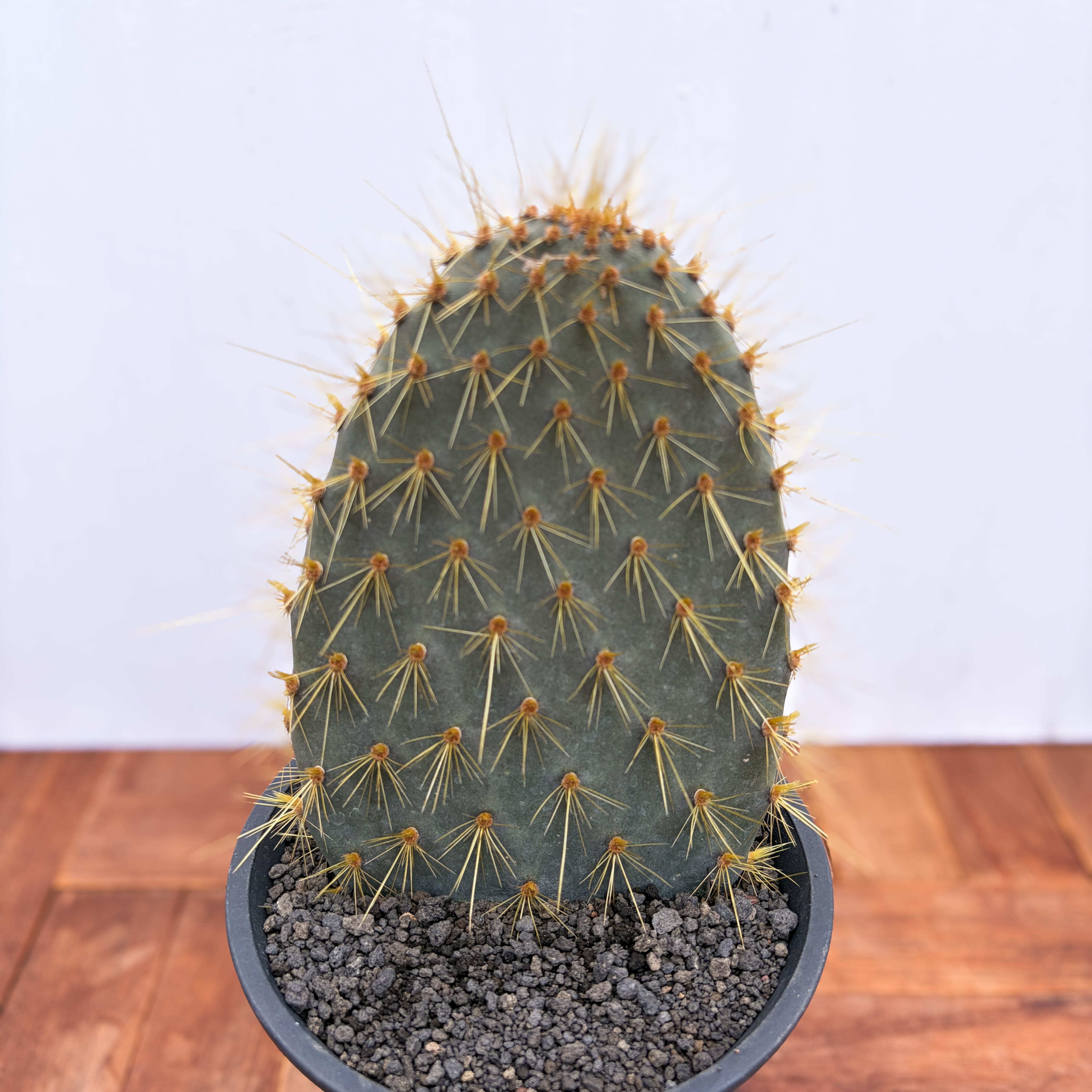 Opuntia galapageia【オプンチア・ガラパゲイア・黄刺】 | RIMO'S