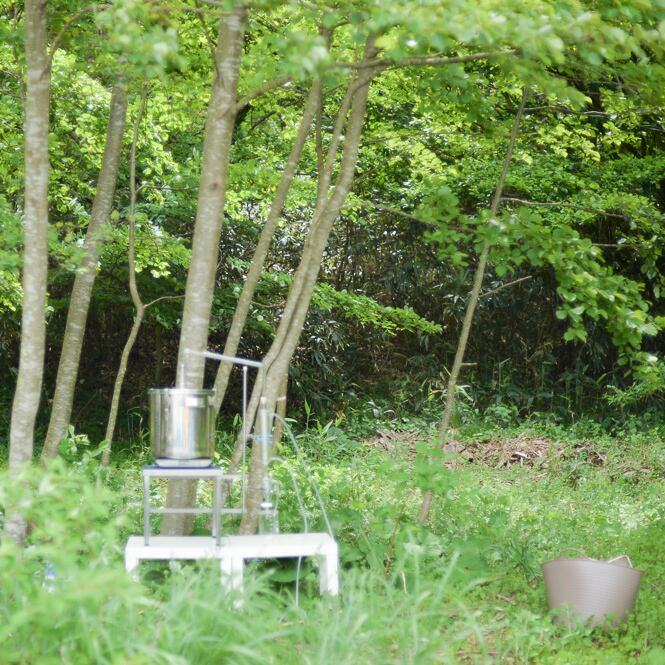 昔から健康茶として愛されてきた黒文字茶 クロモジ枝茶 煮出し用 アシタカ 岡山県 和精油と国産ナチュラルコスメの専門店 Muse Nest ミューズネスト