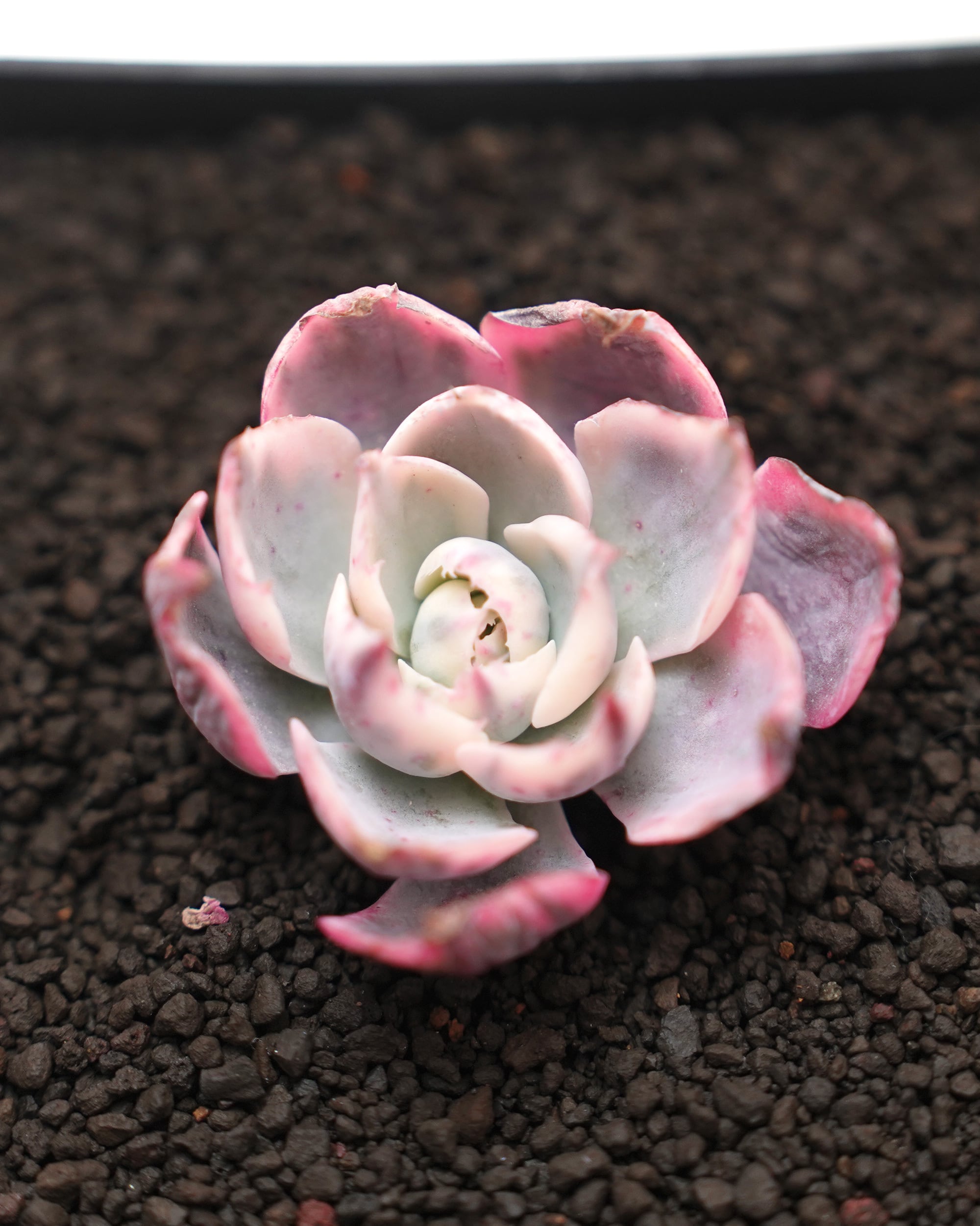 カット苗 アミスター錦 Echeveria 'Amistar Variegated' | PUKUBOOK