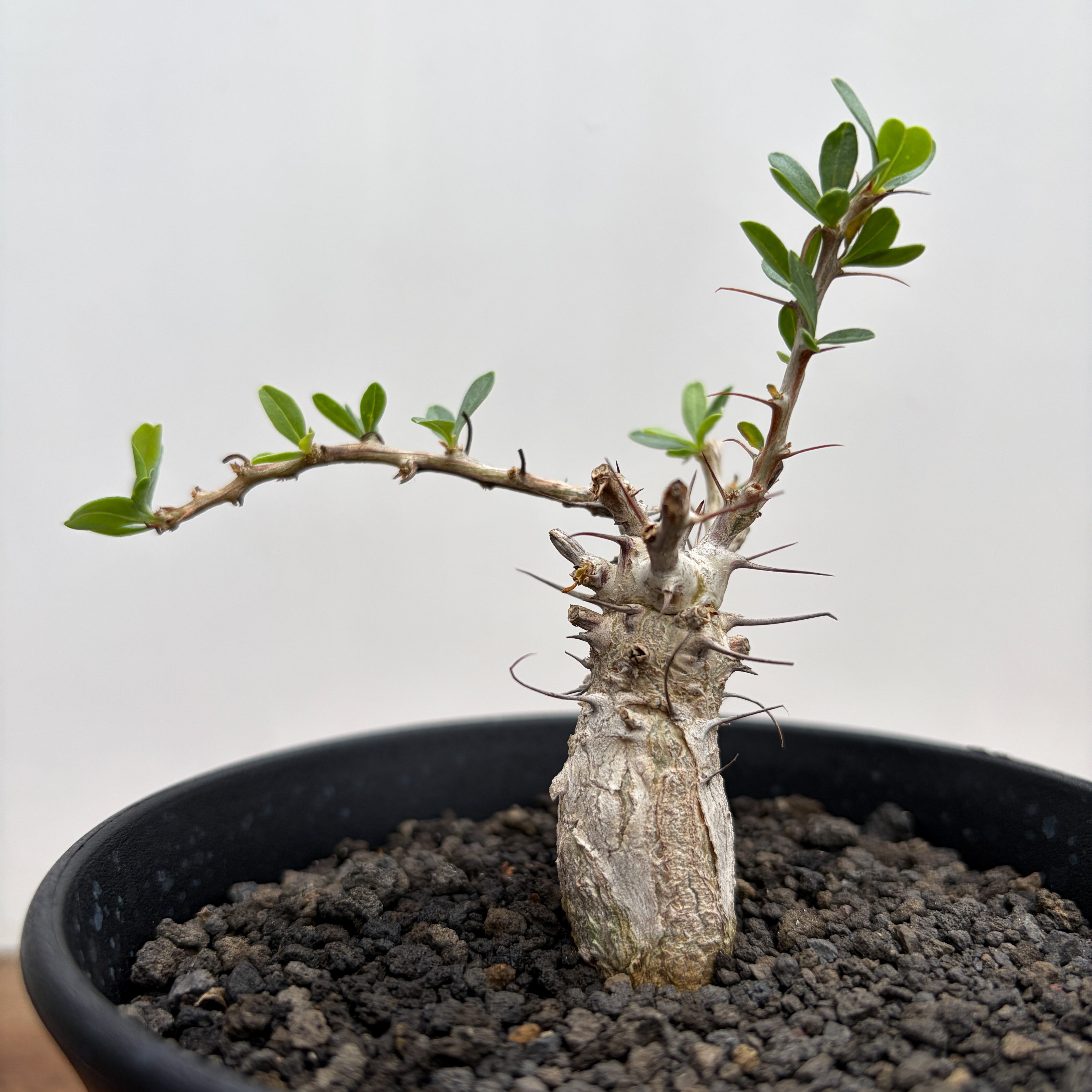 Fouquieria columnaris【フォークイエリア・コルムナリス・観峰玉