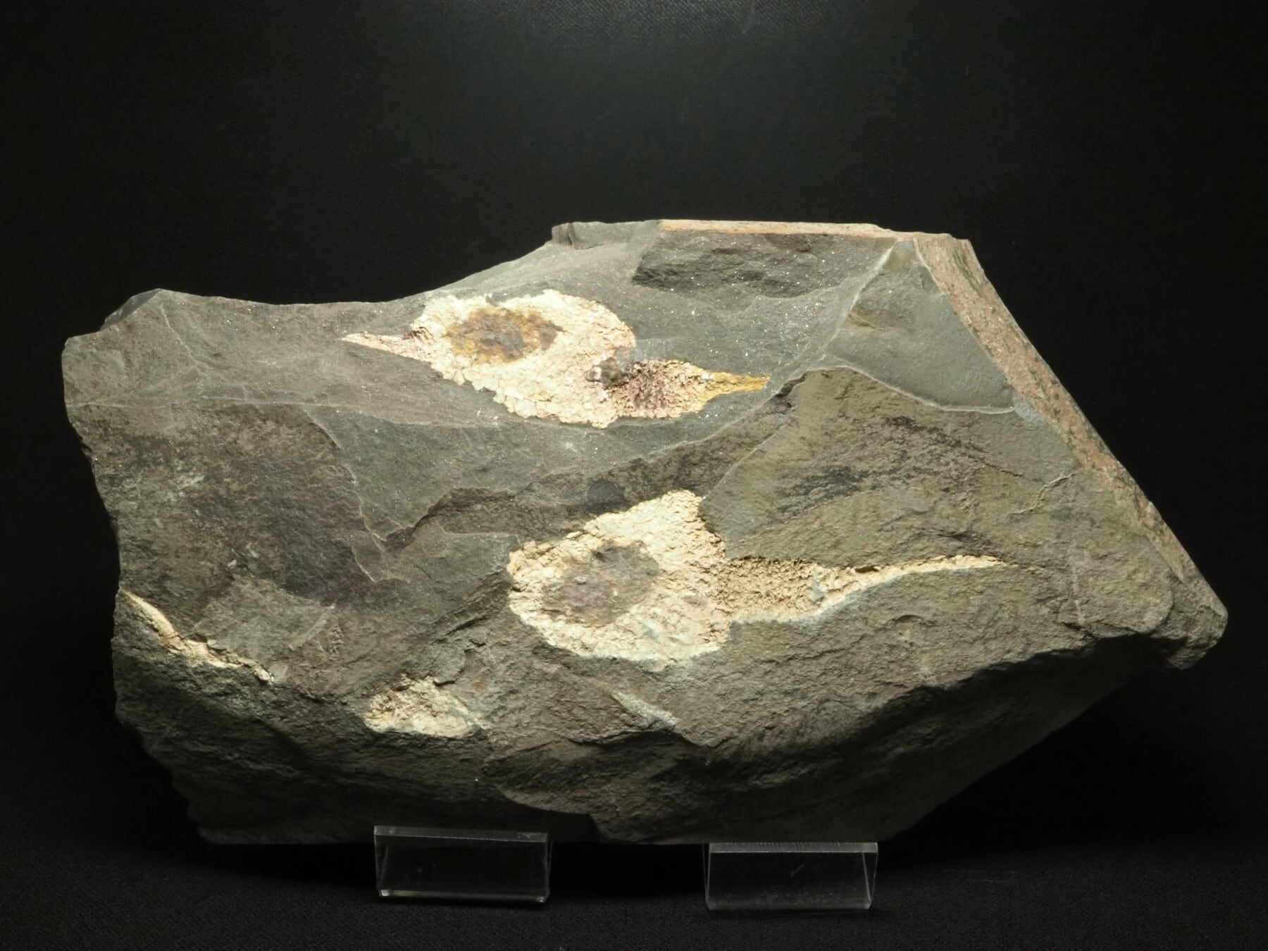 大型！超極上！棘皮動物の化石【Dendrocystites sp.】【1963g