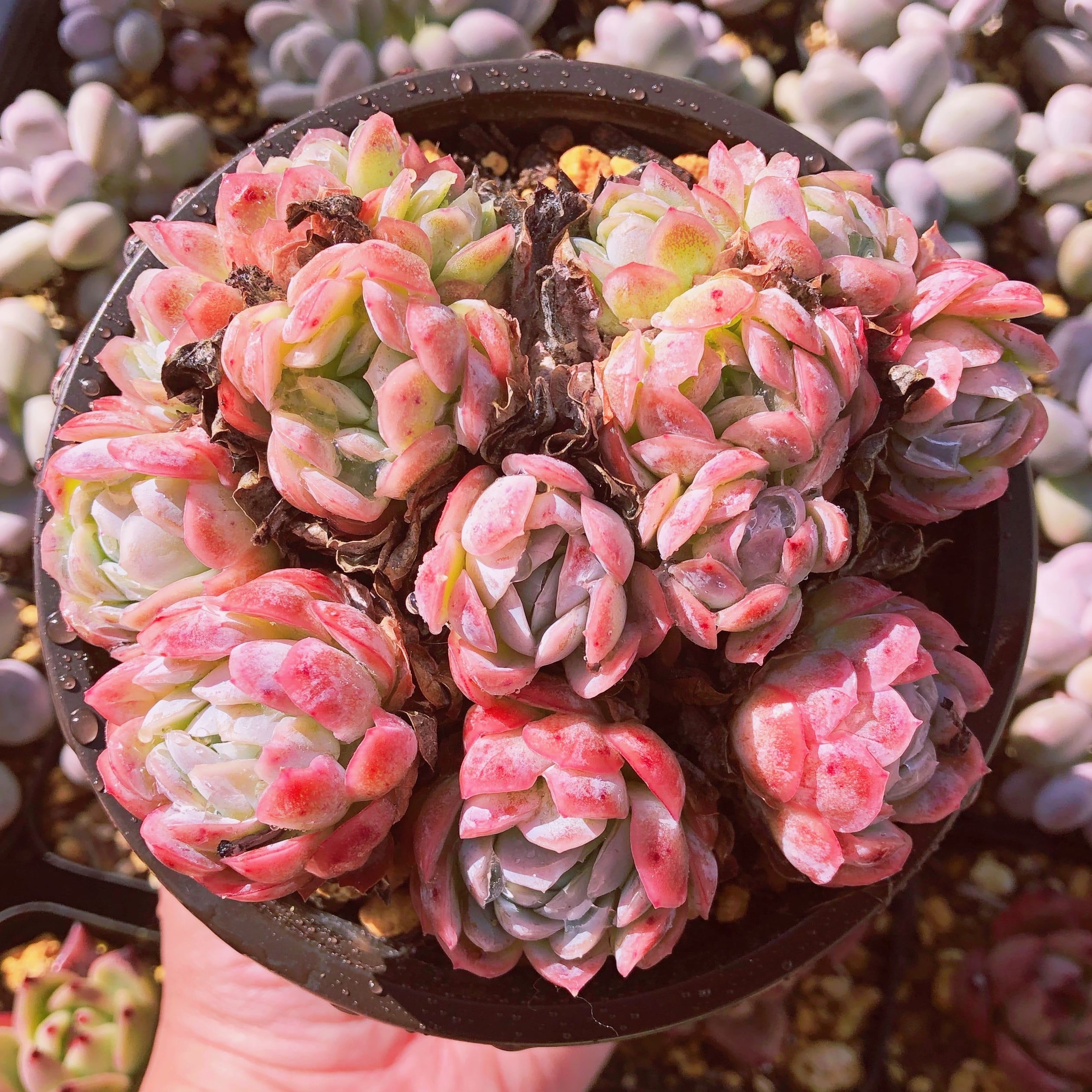 多肉植物 ピンクベリー 大群生 | るる農園~多肉植物専門