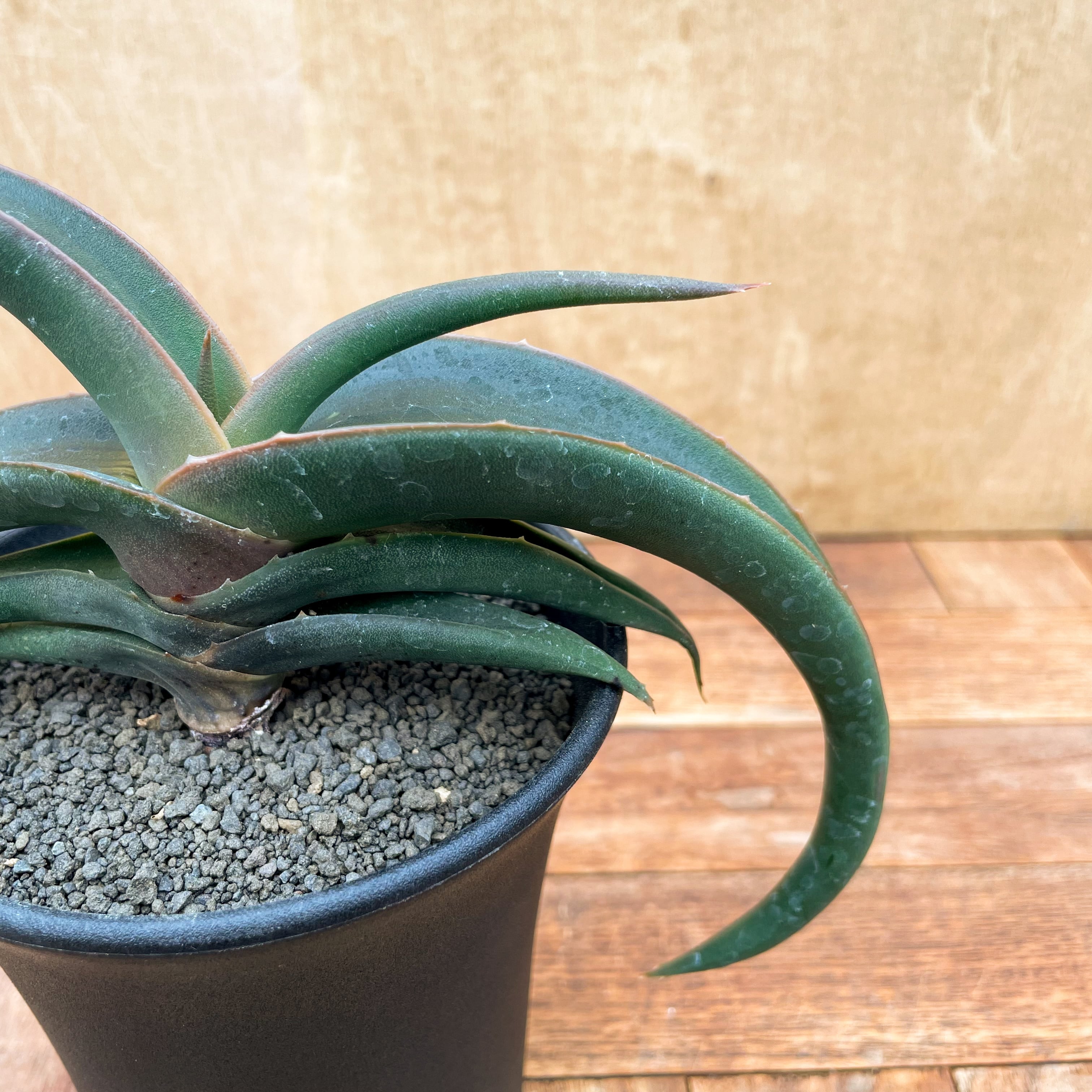 Aloe fleurentiniorum【アロエ・フロレンチニオラム】 | RIMO'S