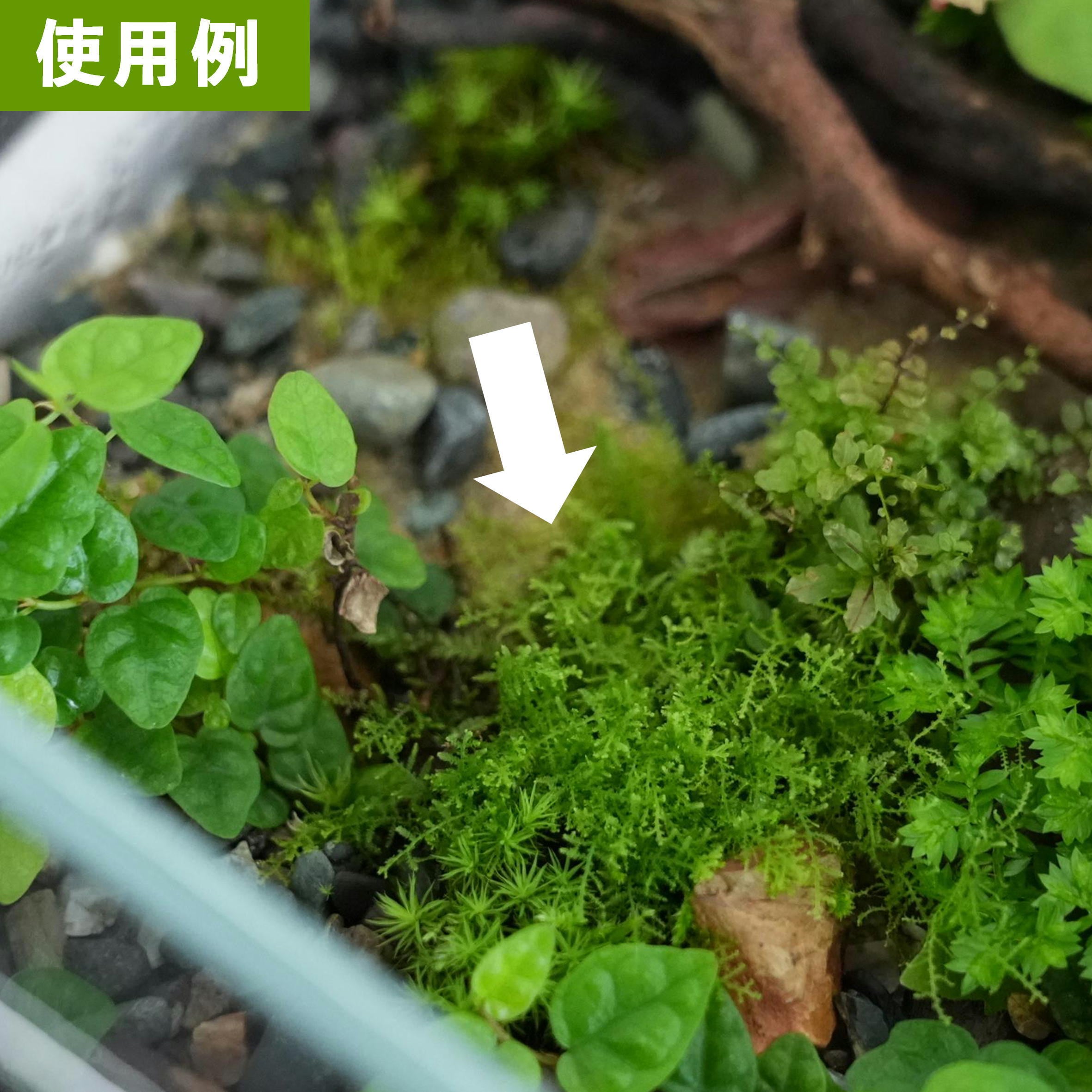 スギバゴケLepidozia vitrea｜苔テラリウム作製用素材◇CPポット | 苔