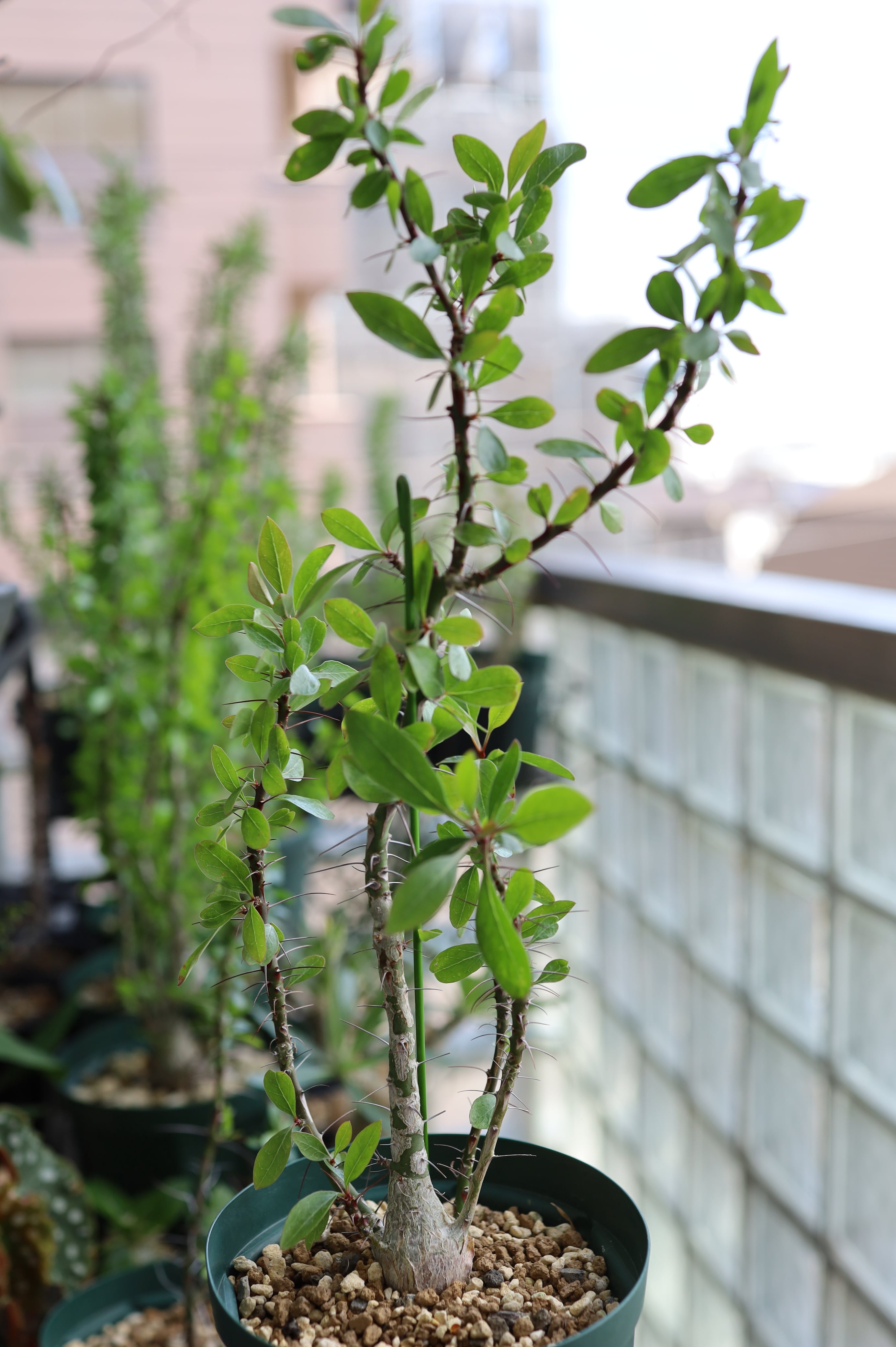 2026.05019_フォークイエリア・ファシクラータ | Fouquieria fasciculata _001
