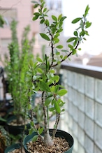 2026.05019_フォークイエリア・ファシクラータ | Fouquieria fasciculata _001