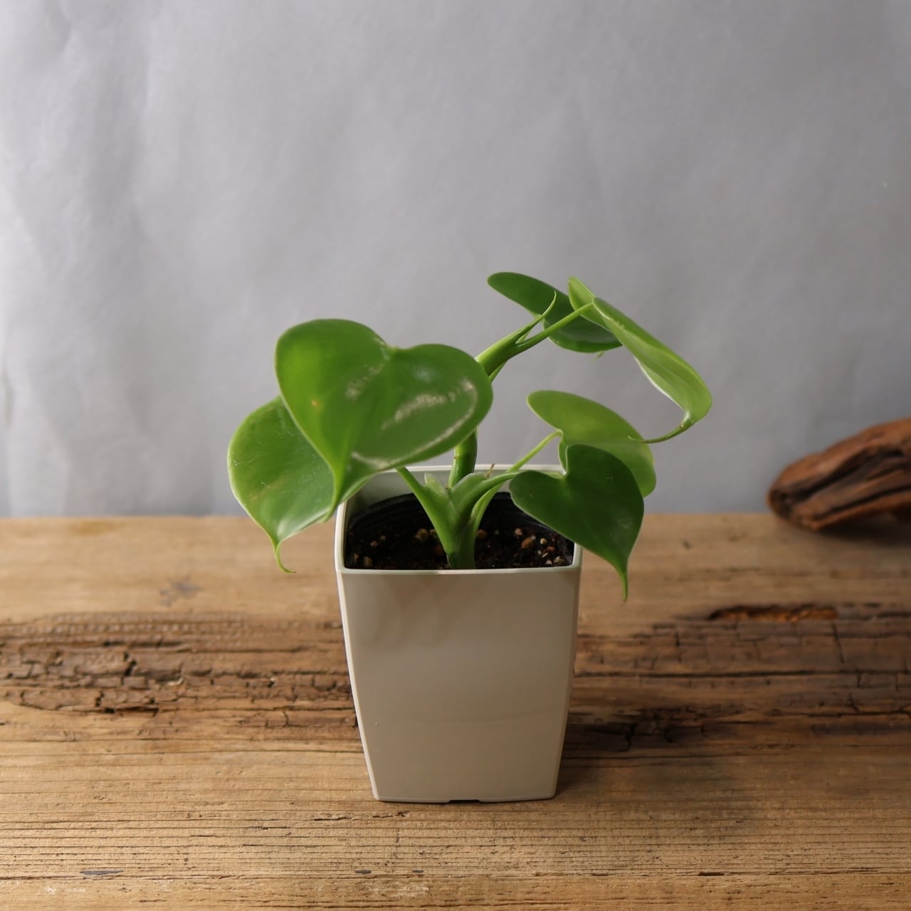 346 連なるハートリーフ『ハートフィロデンドロン Philodendron