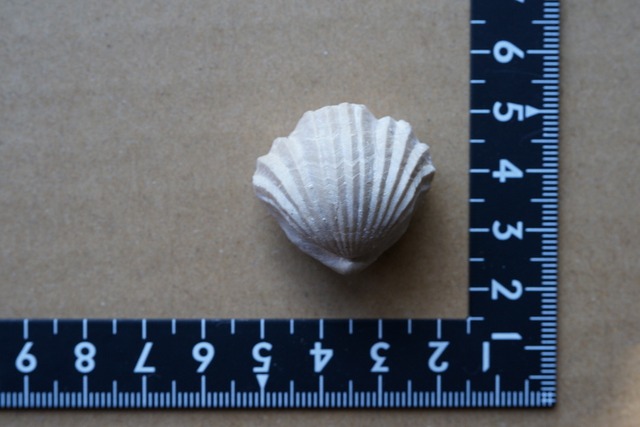 Burmirhynchia Decorata　化石 ③