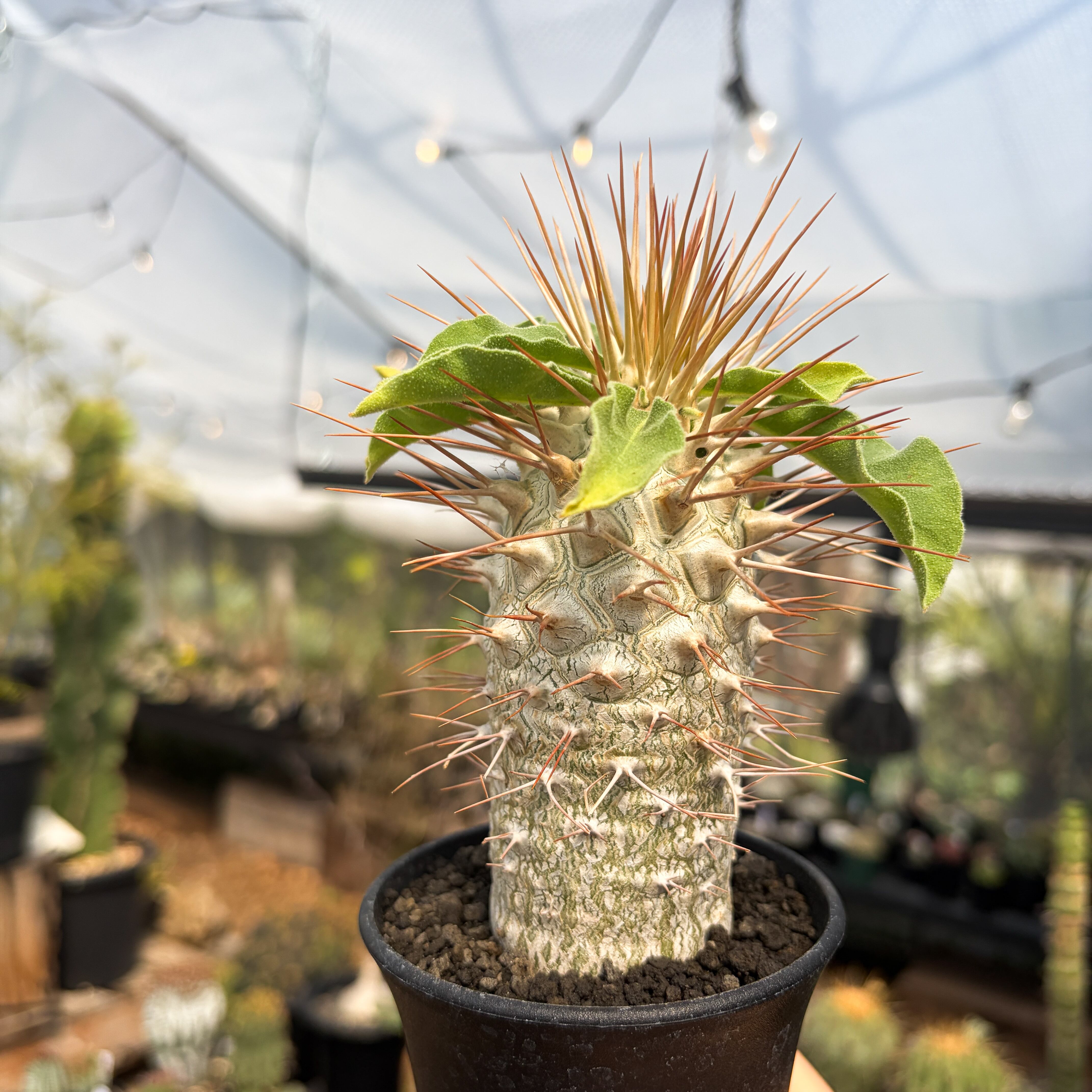 パキポディウム ナマクアナム 実生 発根済み 2株セット Pachypodium namaquanum【パキポディウム・ナマクアナム・光堂・実生