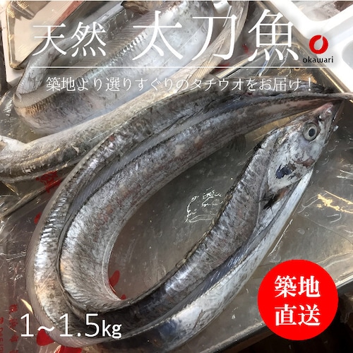 生 天然 太刀魚 タチウオ 丸一本 和歌山/九州産 他 豊洲直送 1-1.5kg【太刀魚１−１．５Ｋ】 冷蔵