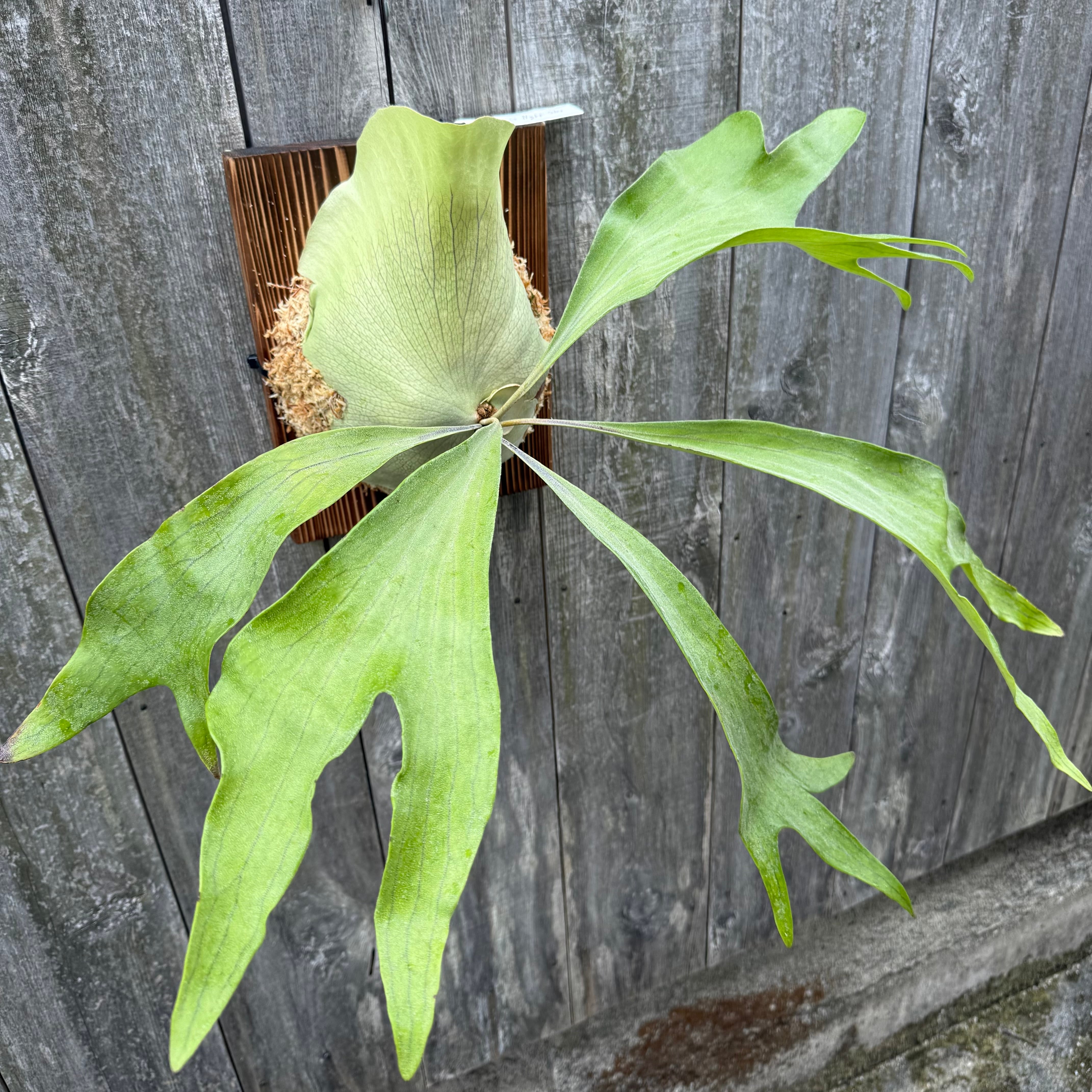 P. hillii cv. Night Star (pup) | naturefix