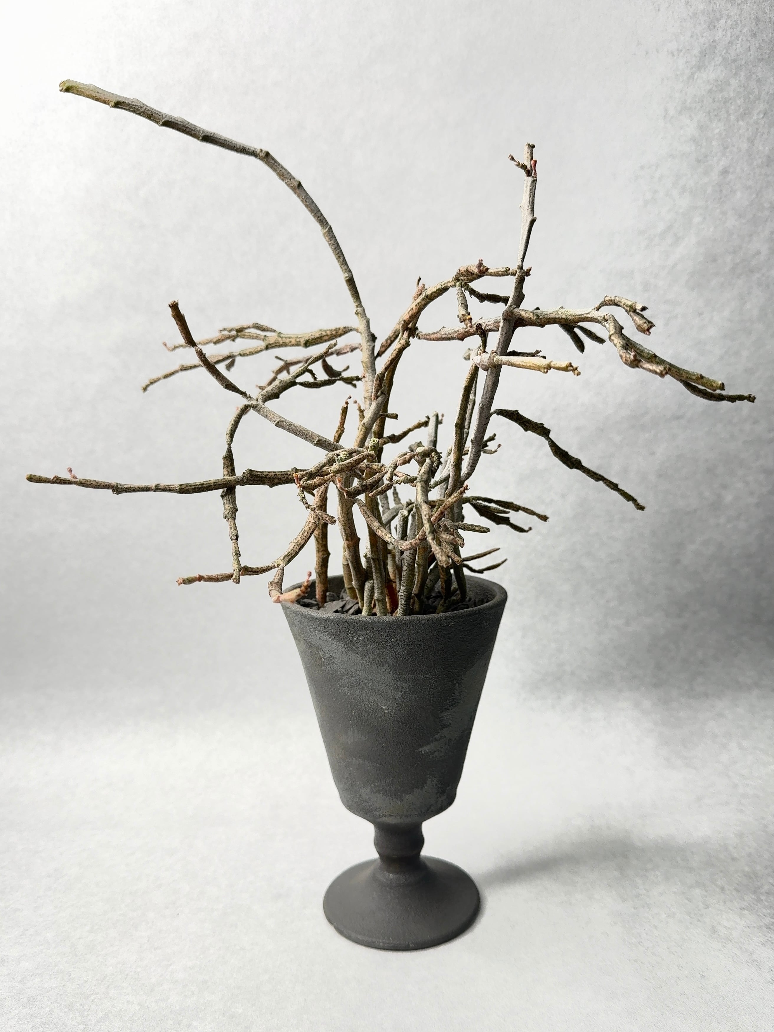 ユーフォルビア・プラティクラダ