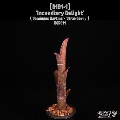 Billbergia 'Incendiary Delight'〔ビルベルギア〕B191-1