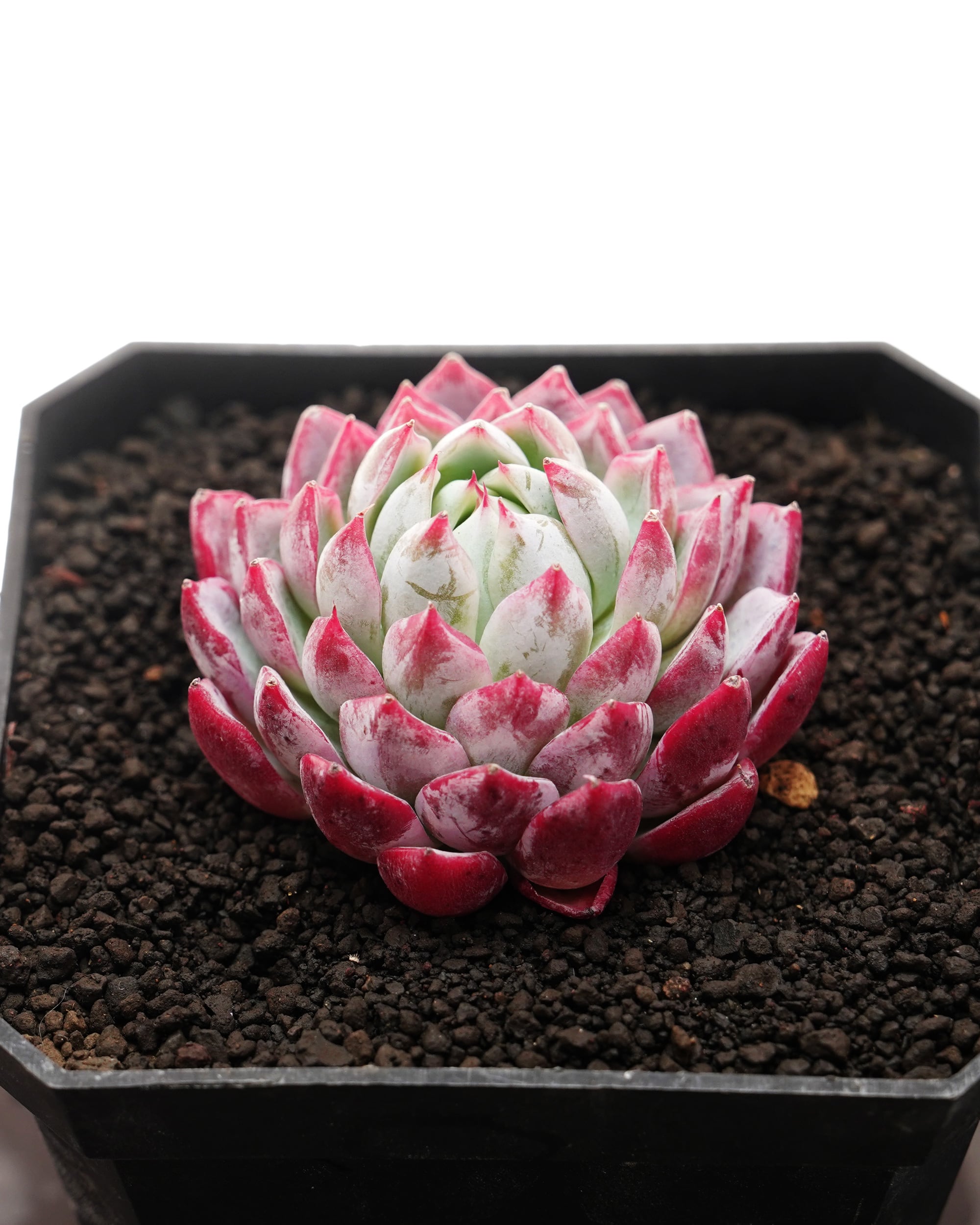 日本初？うちにしかない？！ | PUKUBOOK SUCCULENTS