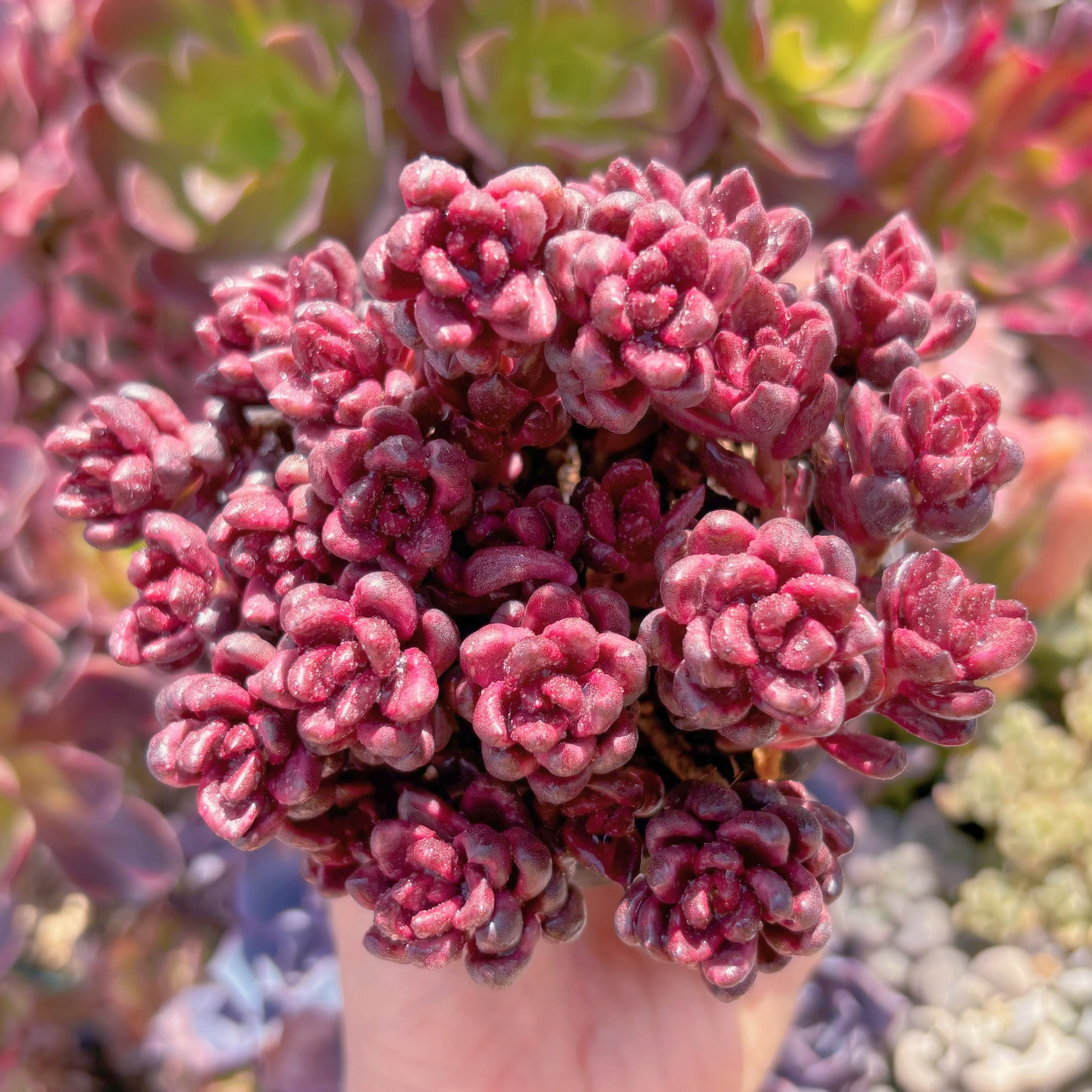 現品　チョコレート錦#656　るる農園