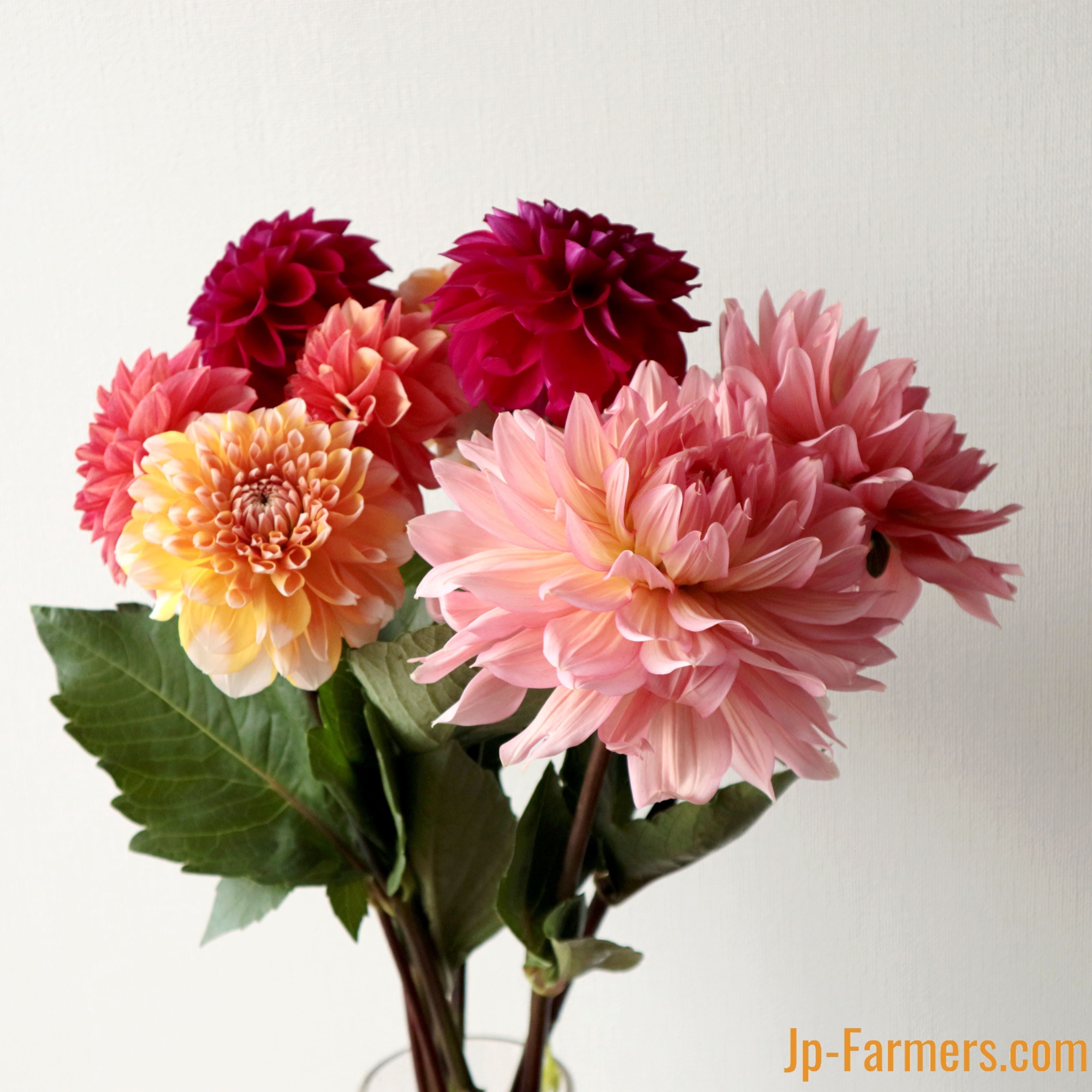 今年の予約販売始まります。 高級ダリア!! 色・品種お任せ