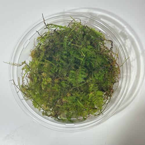 シノブゴケ〈Sサイズ〉